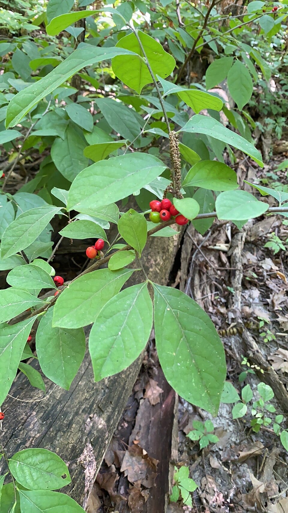 Spicebush: Fruit or seed
