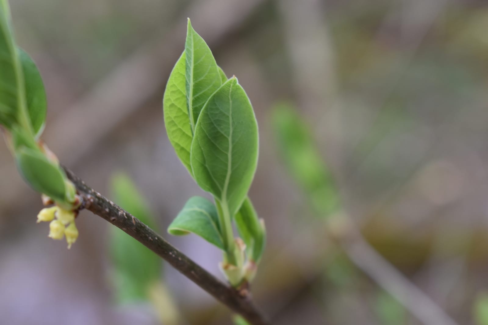 Spicebush: Whole plant
