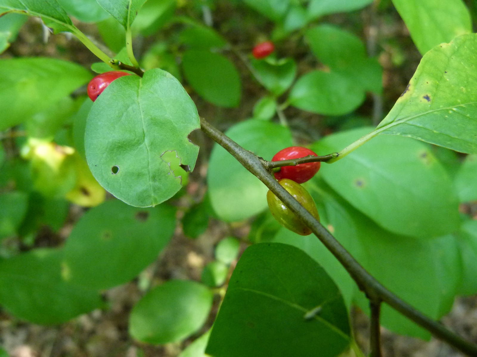 Spicebush: Whole plant