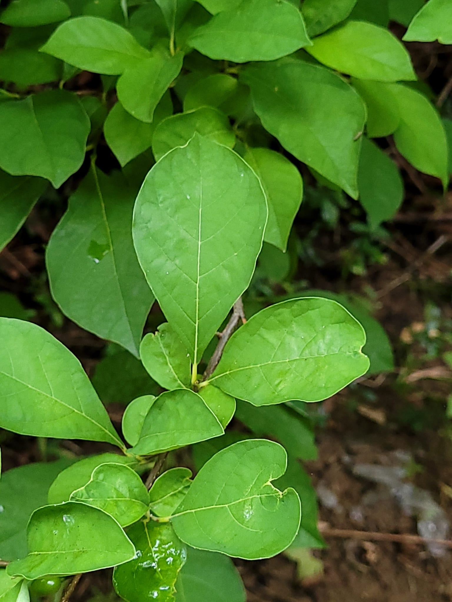 Spicebush: Whole plant