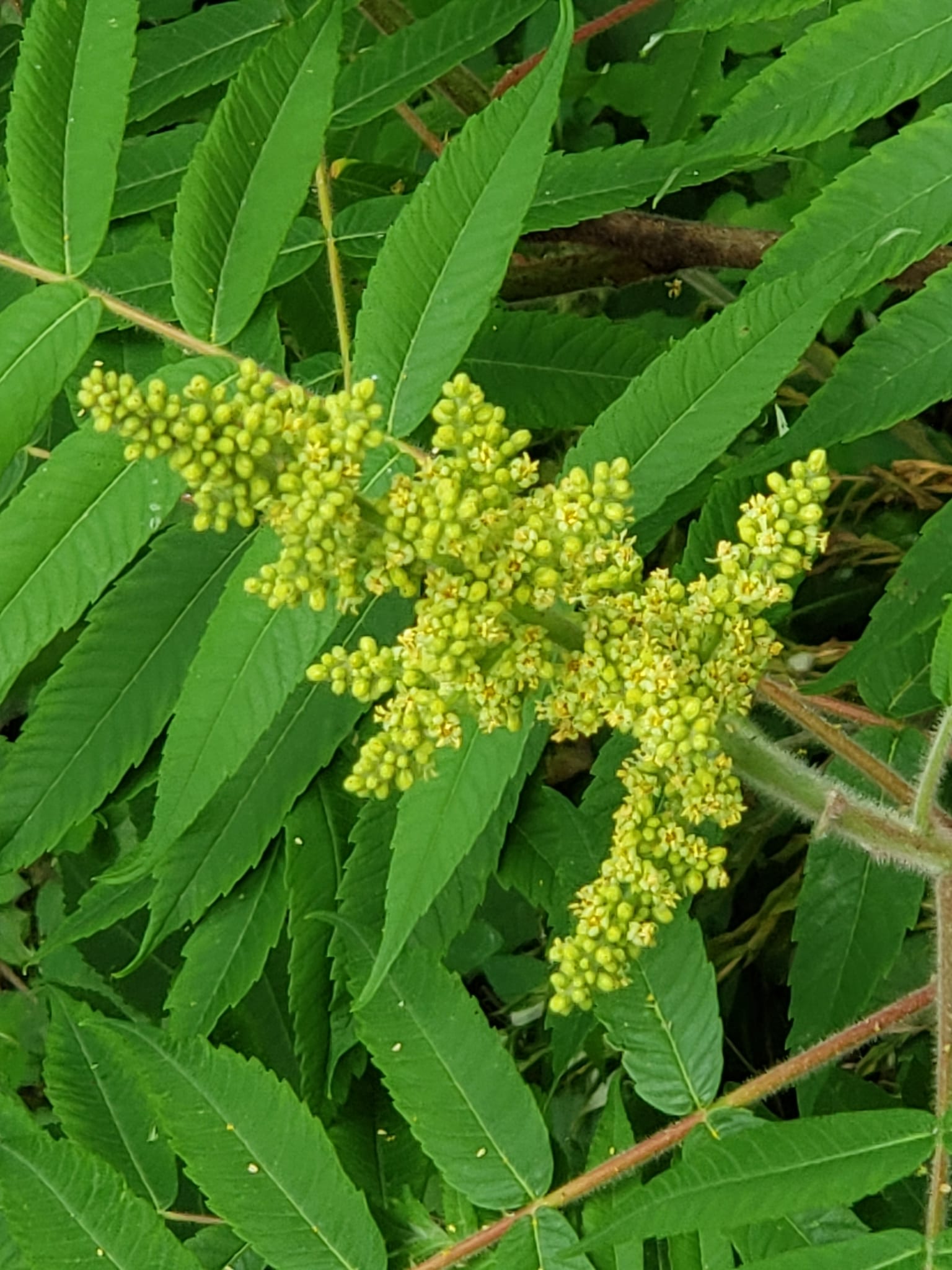 Staghorn sumac: Flower