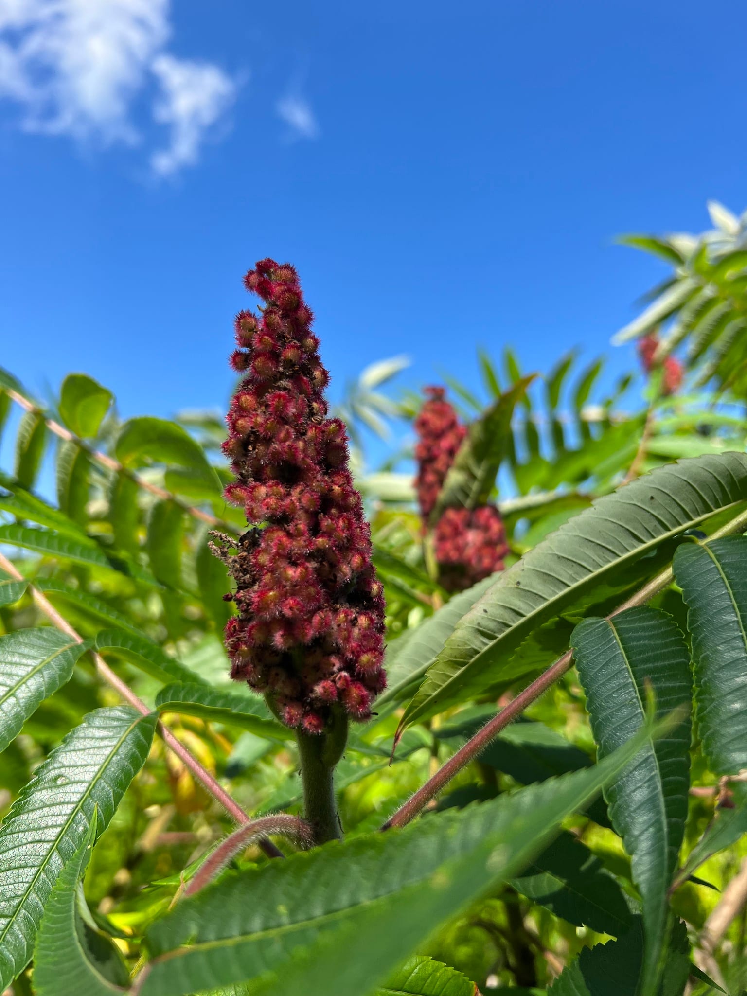 Staghorn sumac: Fruit or seed