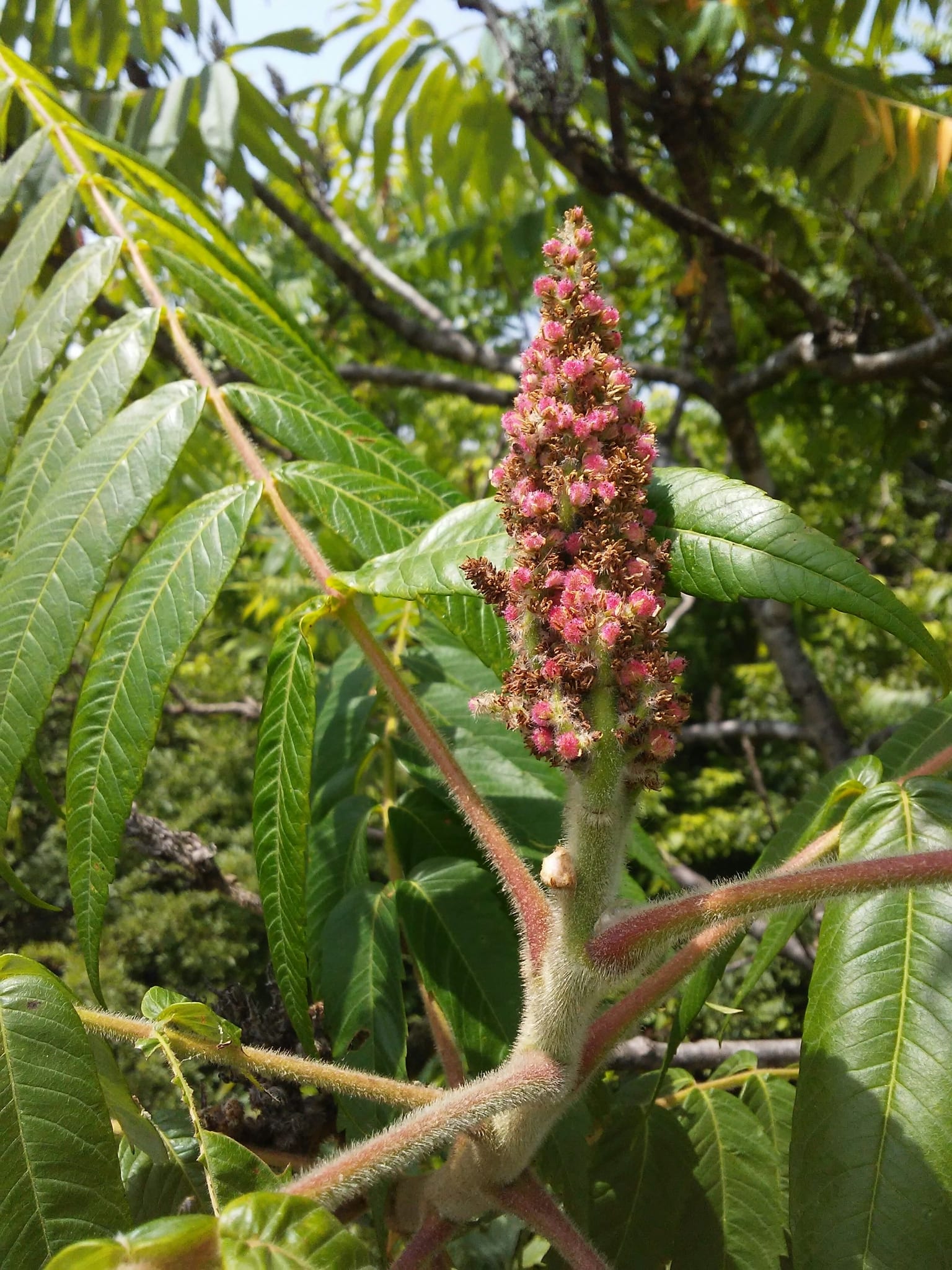 Staghorn sumac: Fruit or seed