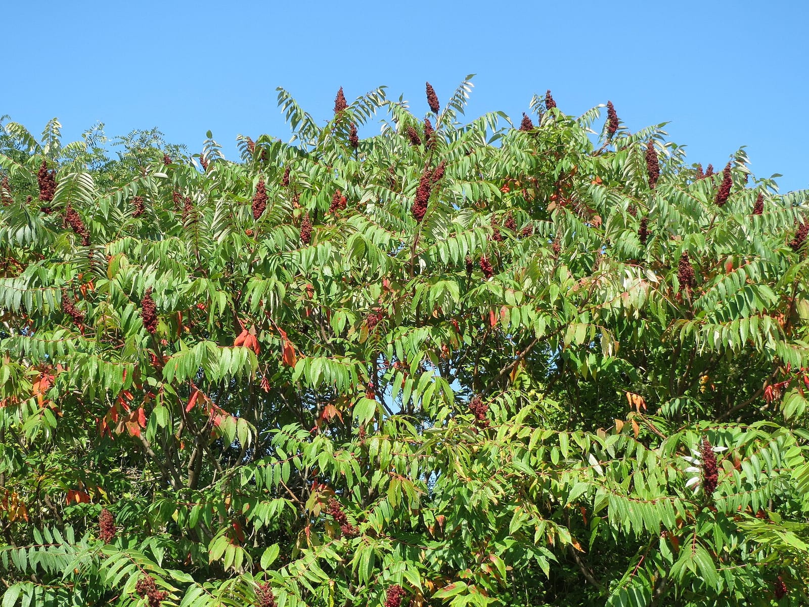 Staghorn sumac: Habitat