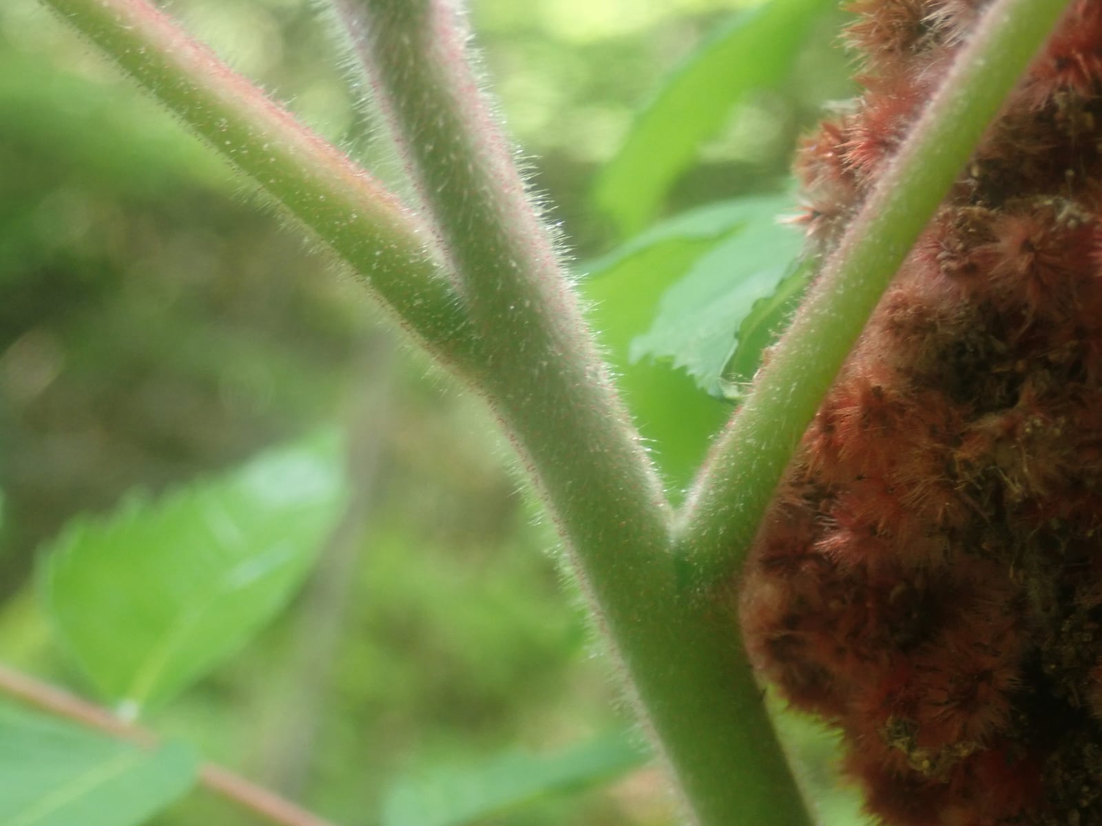 Staghorn sumac: Photo. Velvety hairy twigs and stems
