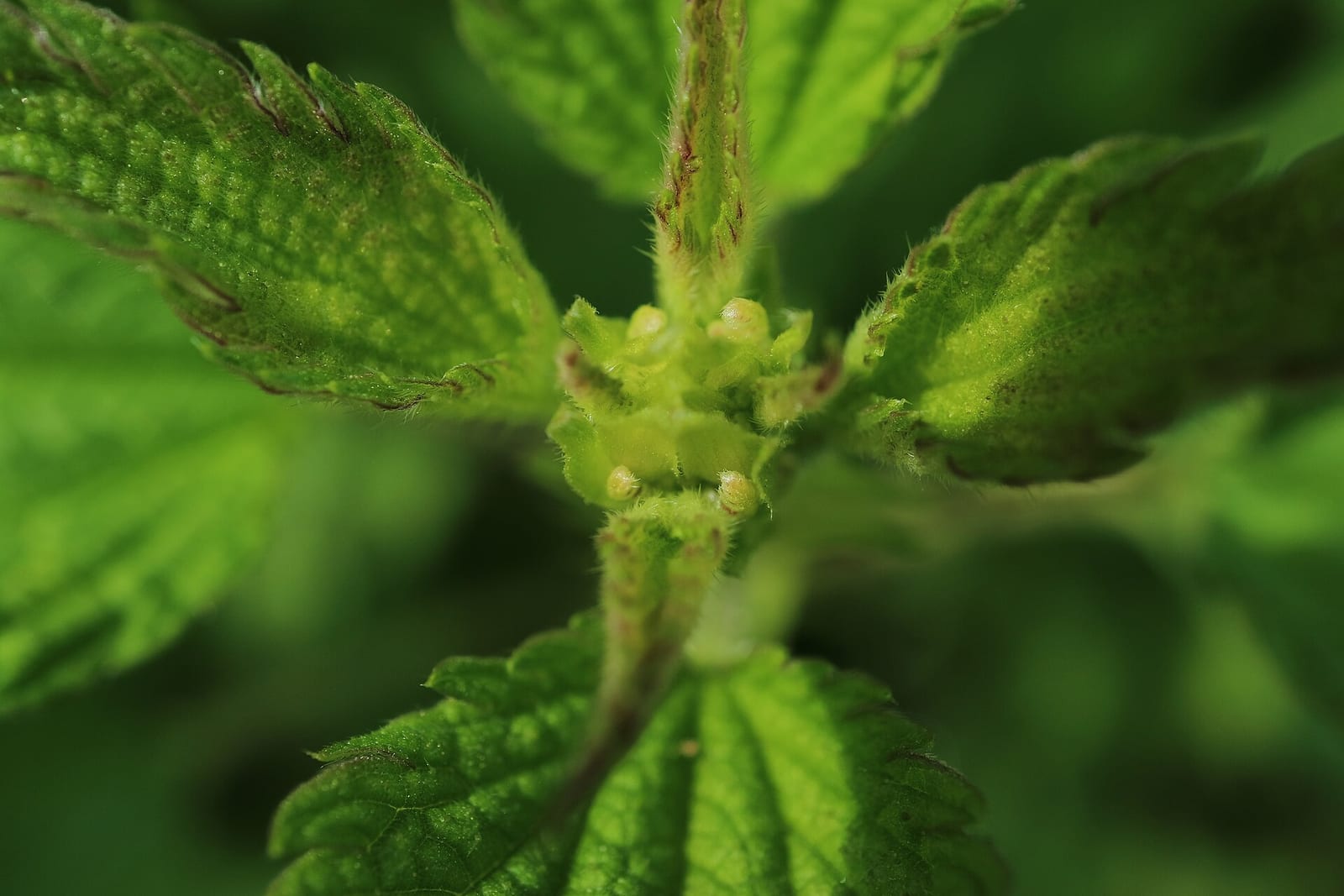 Stinging nettle: Leaf