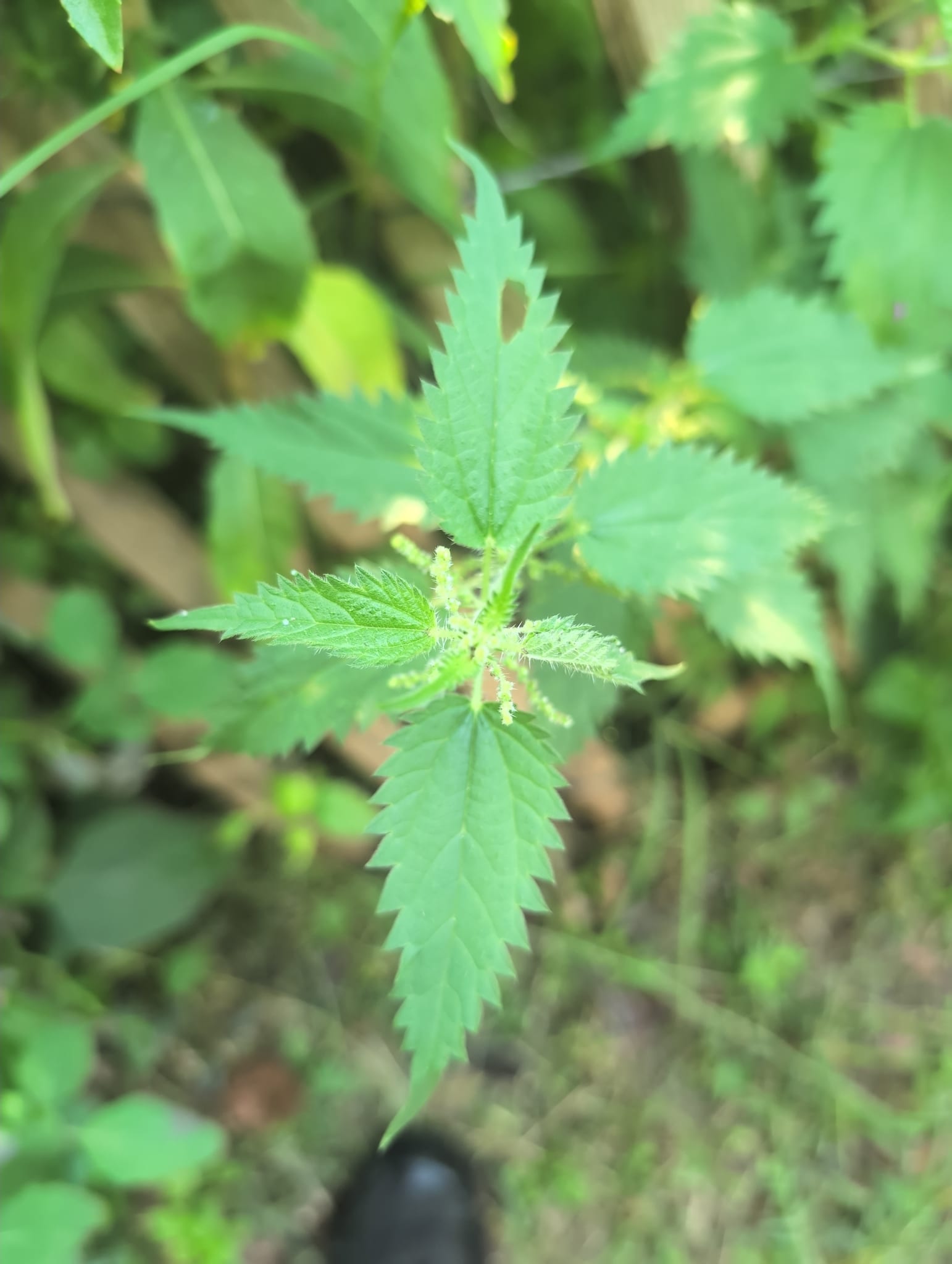 Stinging nettle: Whole plant