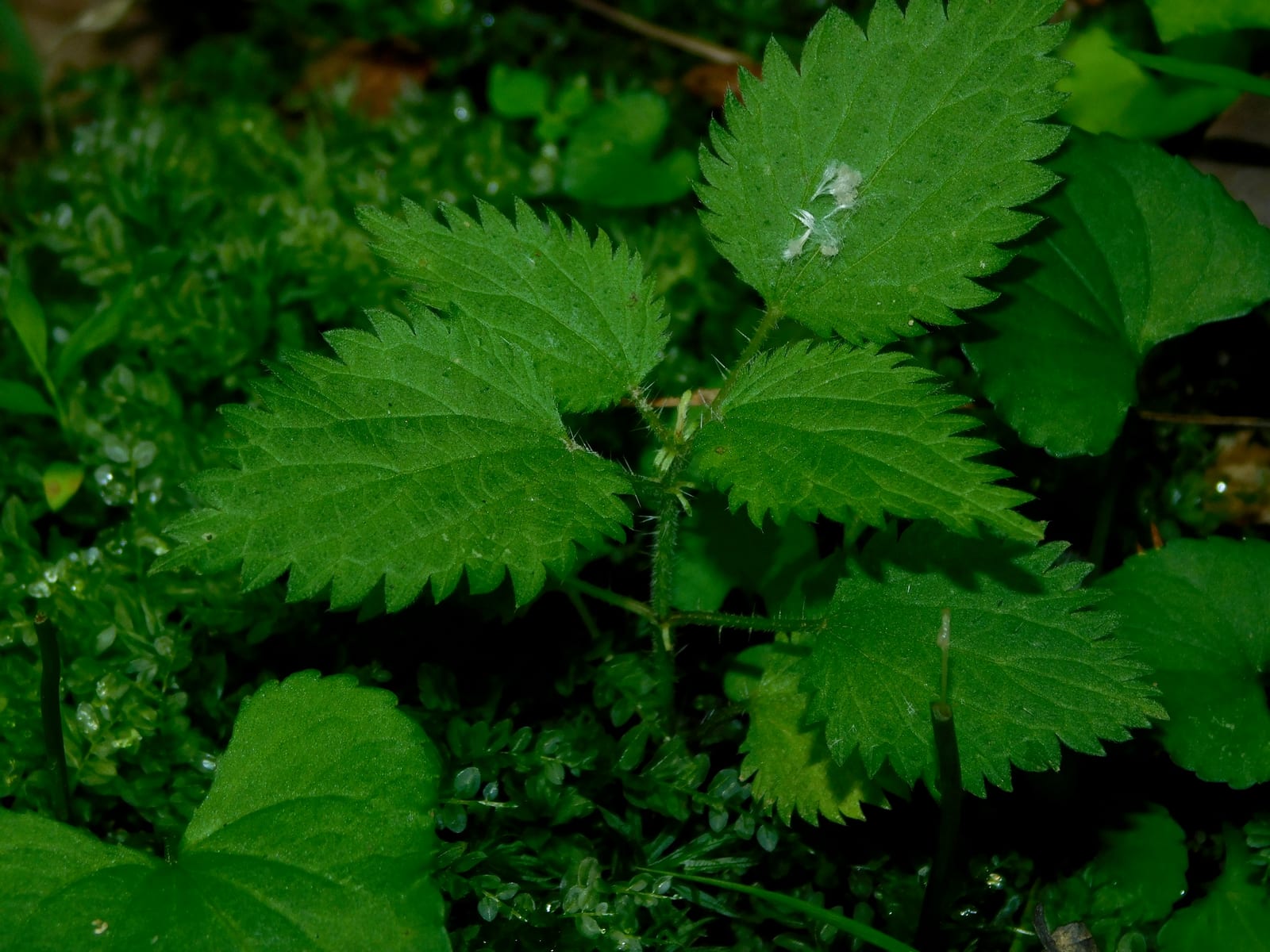 Stinging nettle: Whole plant