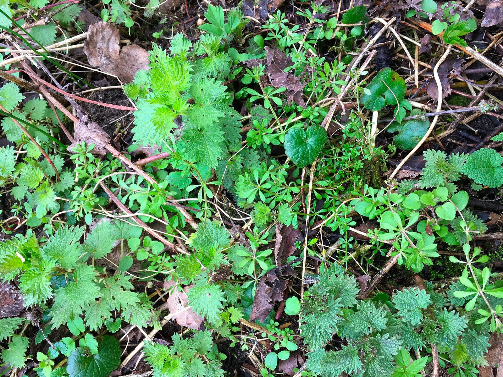 Stinging nettle: Whole plant