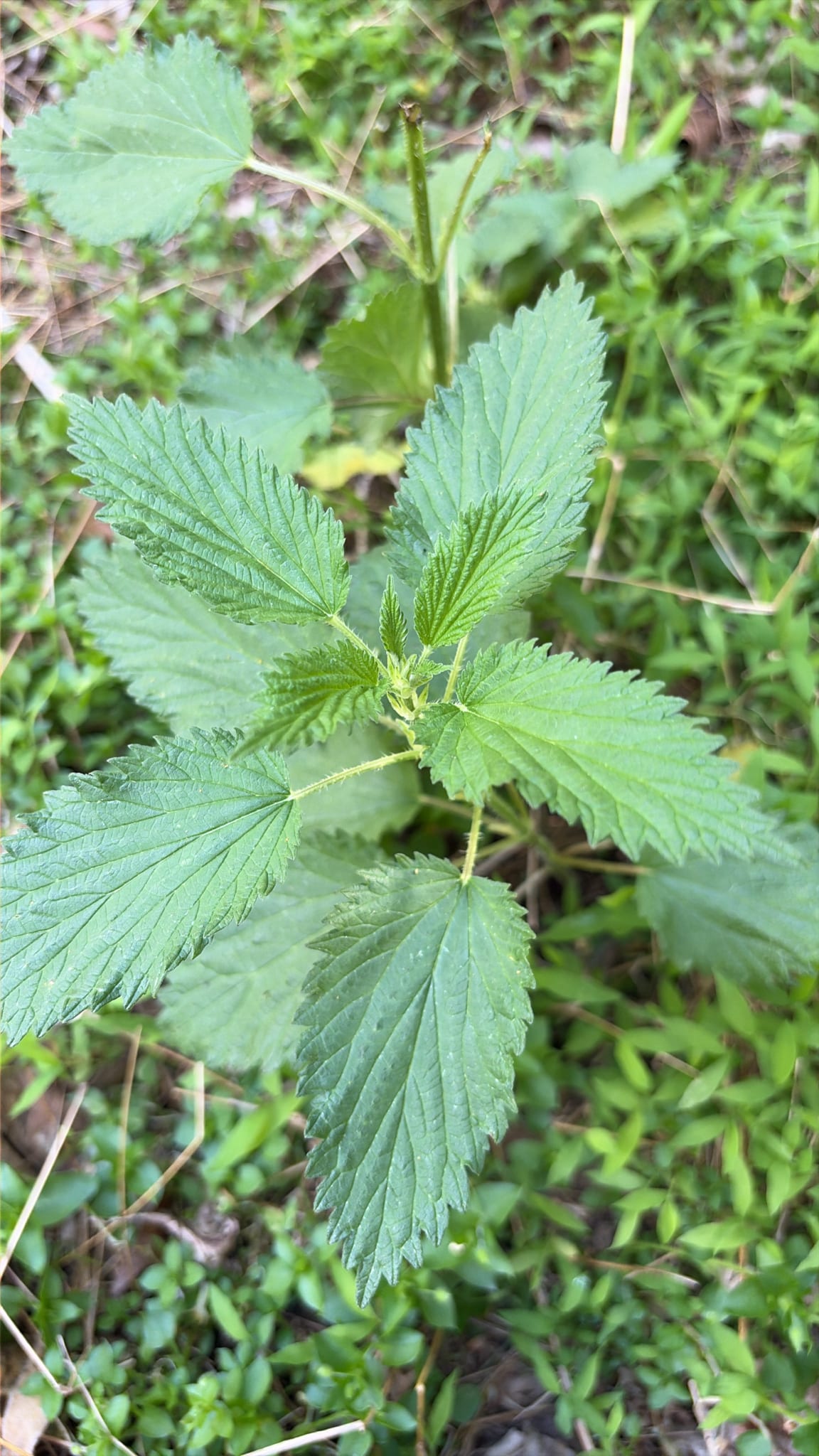 Stinging nettle: Whole plant