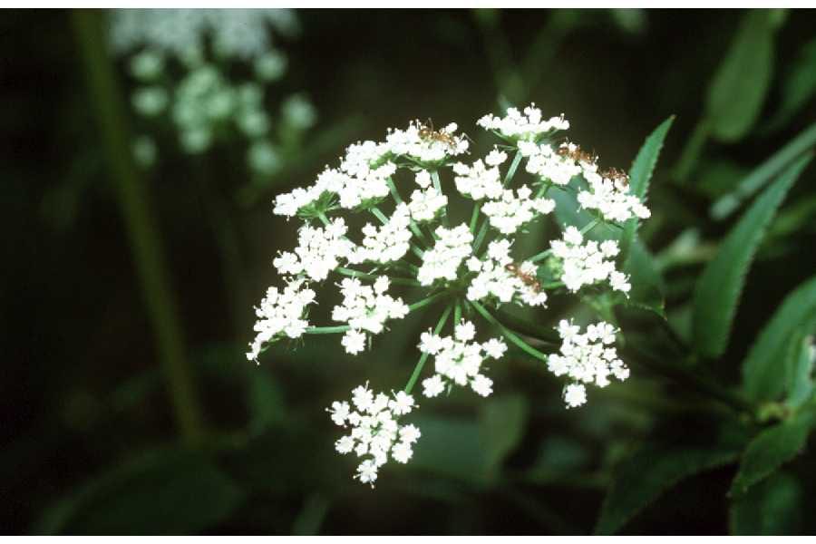 Water hemlock: Flower