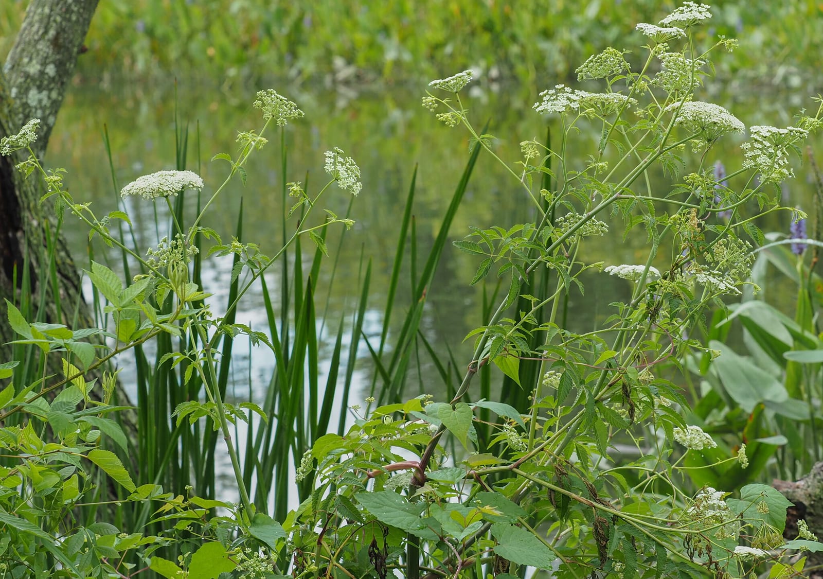 Water hemlock: Habitat