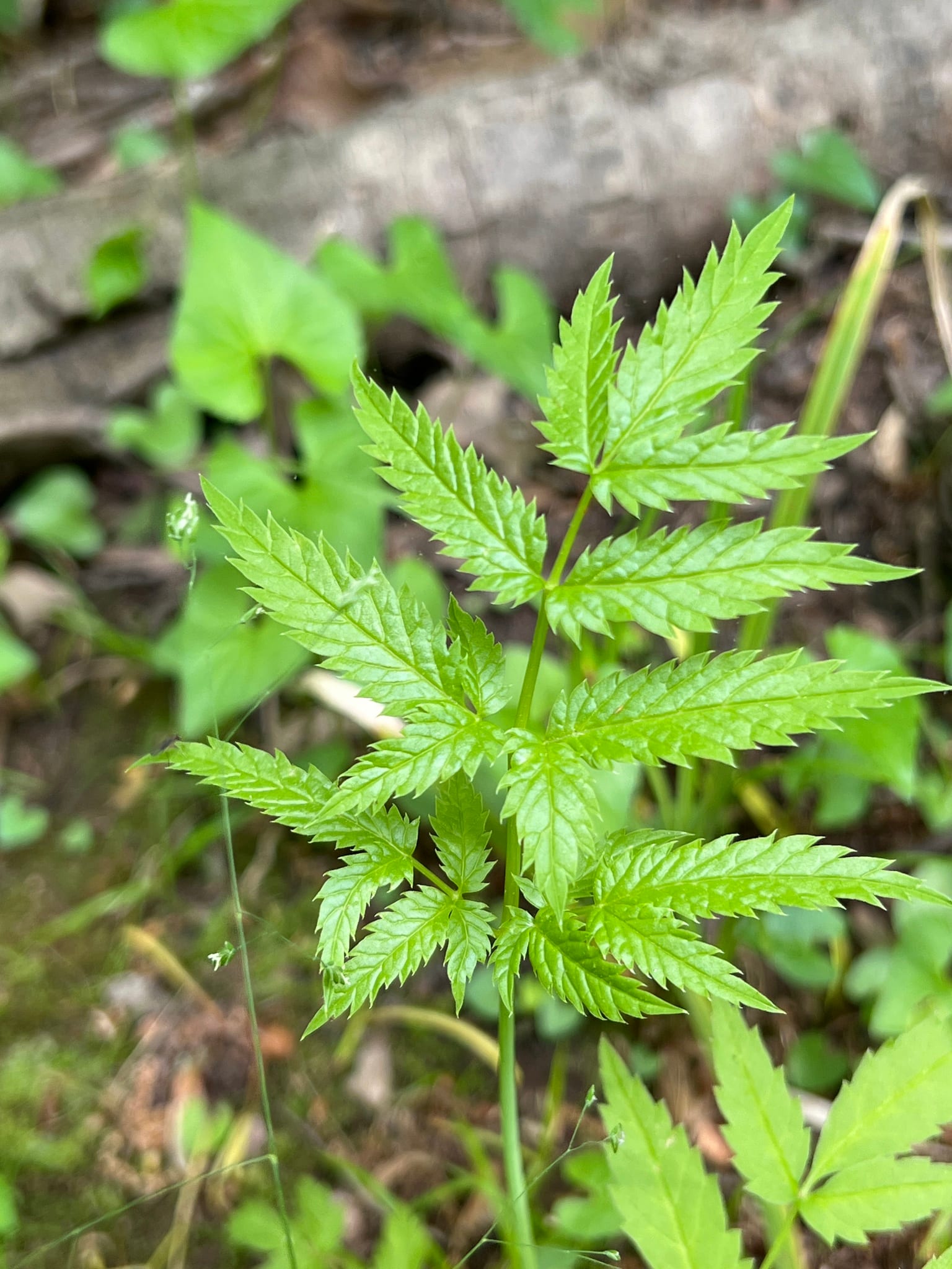 Water hemlock: Leaf