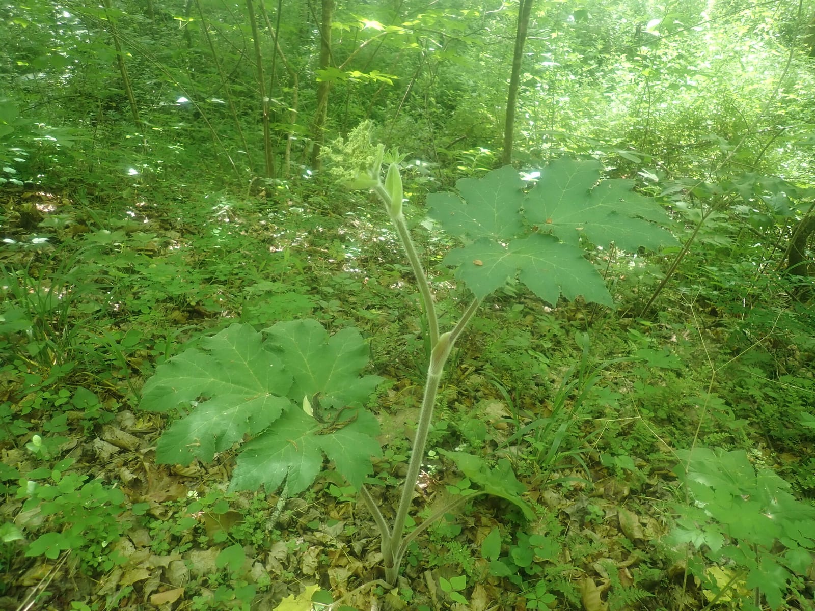 Water hemlock: Look-alike side by side. Cow parsnip (Heracleum maximum), a skin-irritant look-alike
