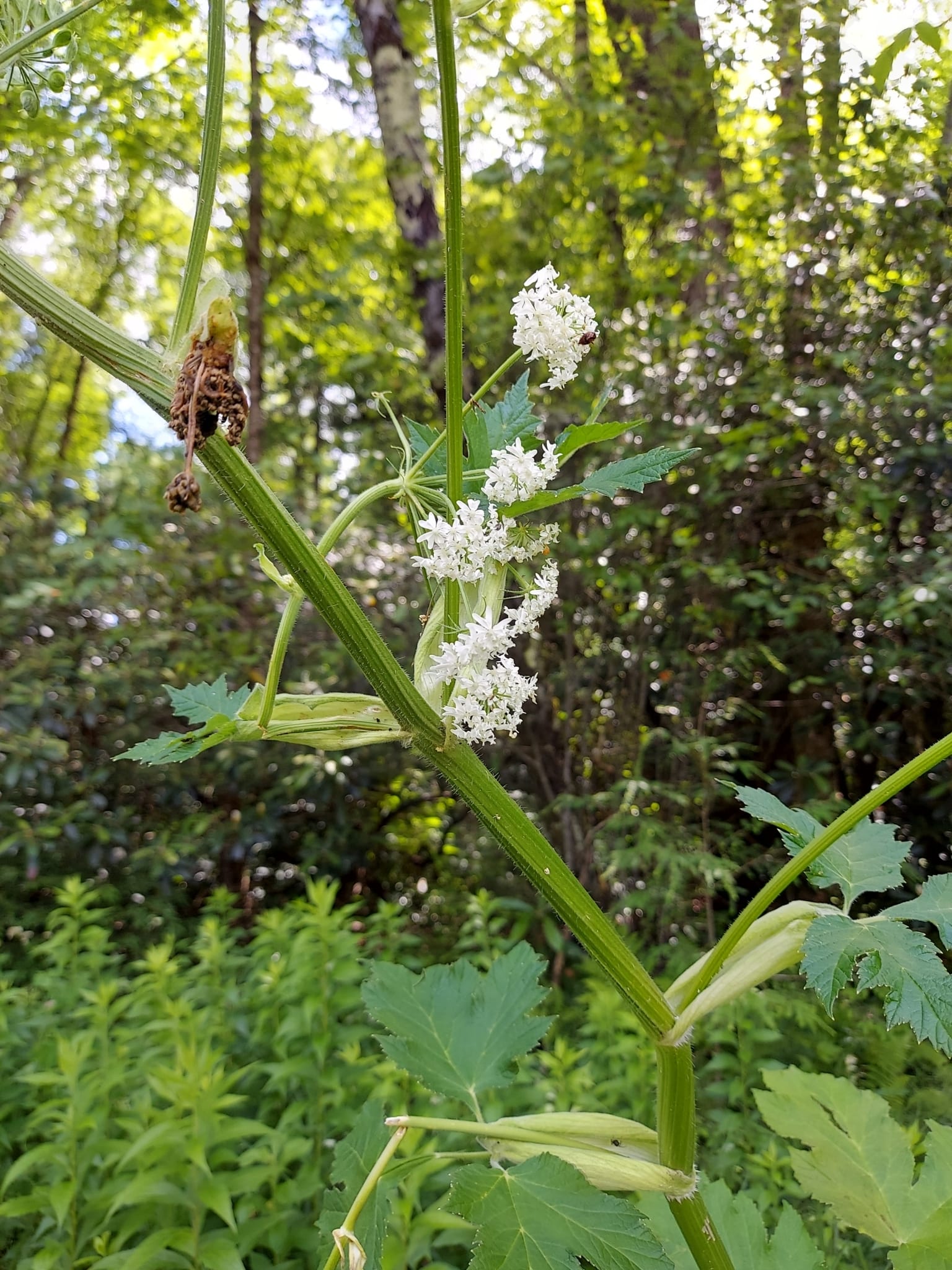 Water hemlock: Look-alike side by side. Cow parsnip (Heracleum maximum), a skin-irritant look-alike