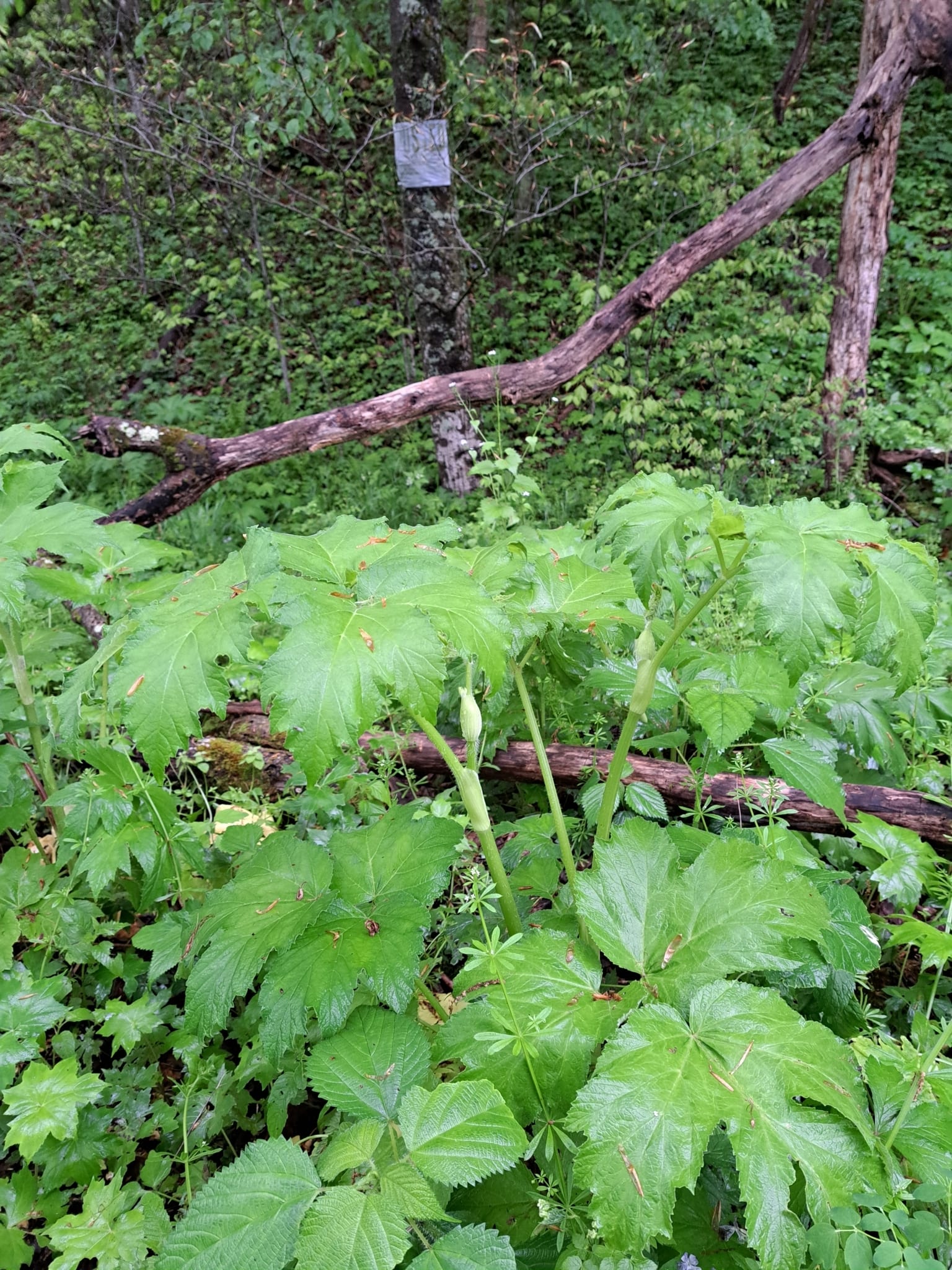 Water hemlock: Look-alike side by side. Cow parsnip (Heracleum maximum), a skin-irritant look-alike