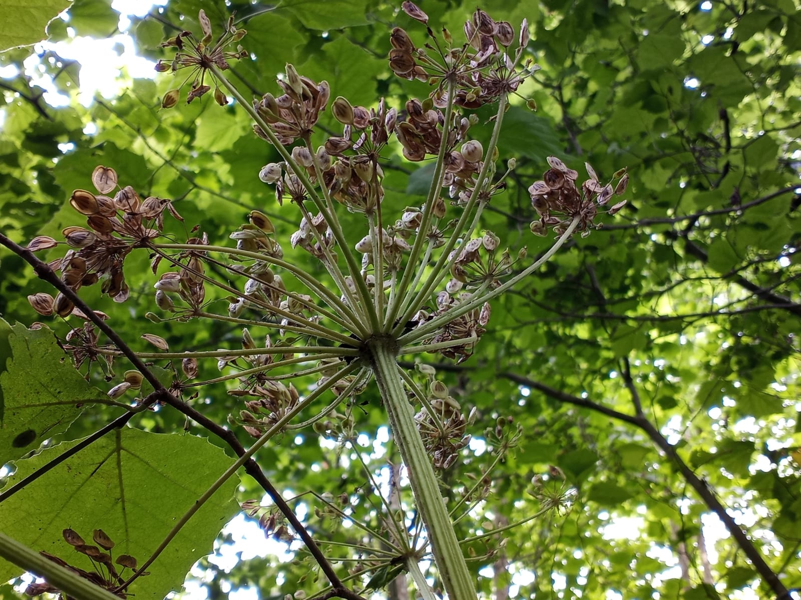 Water hemlock: Look-alike side by side. Cow parsnip (Heracleum maximum), a skin-irritant look-alike