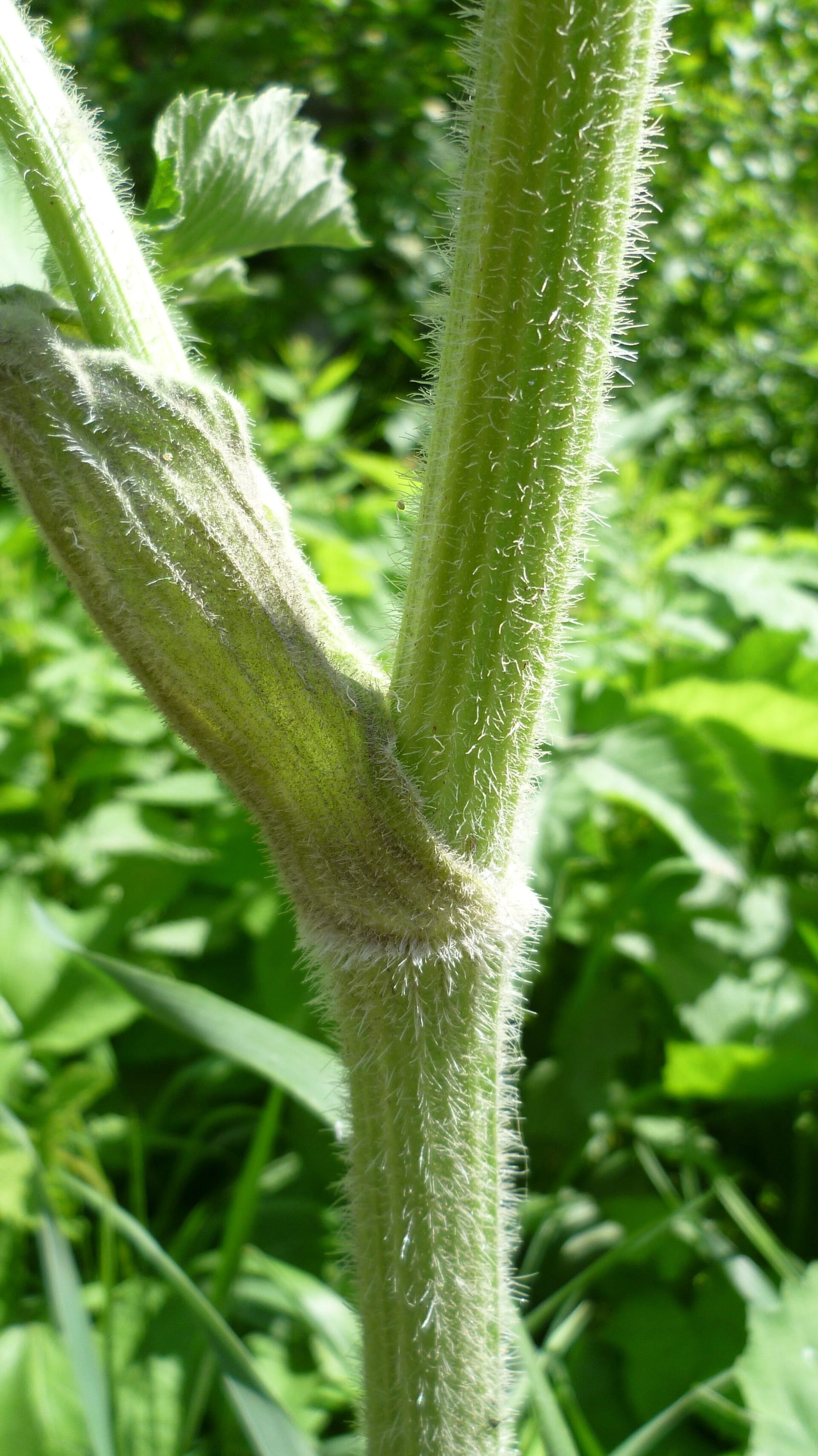 Water hemlock: Look-alike side by side. Cow parsnip (Heracleum maximum), a skin-irritant look-alike