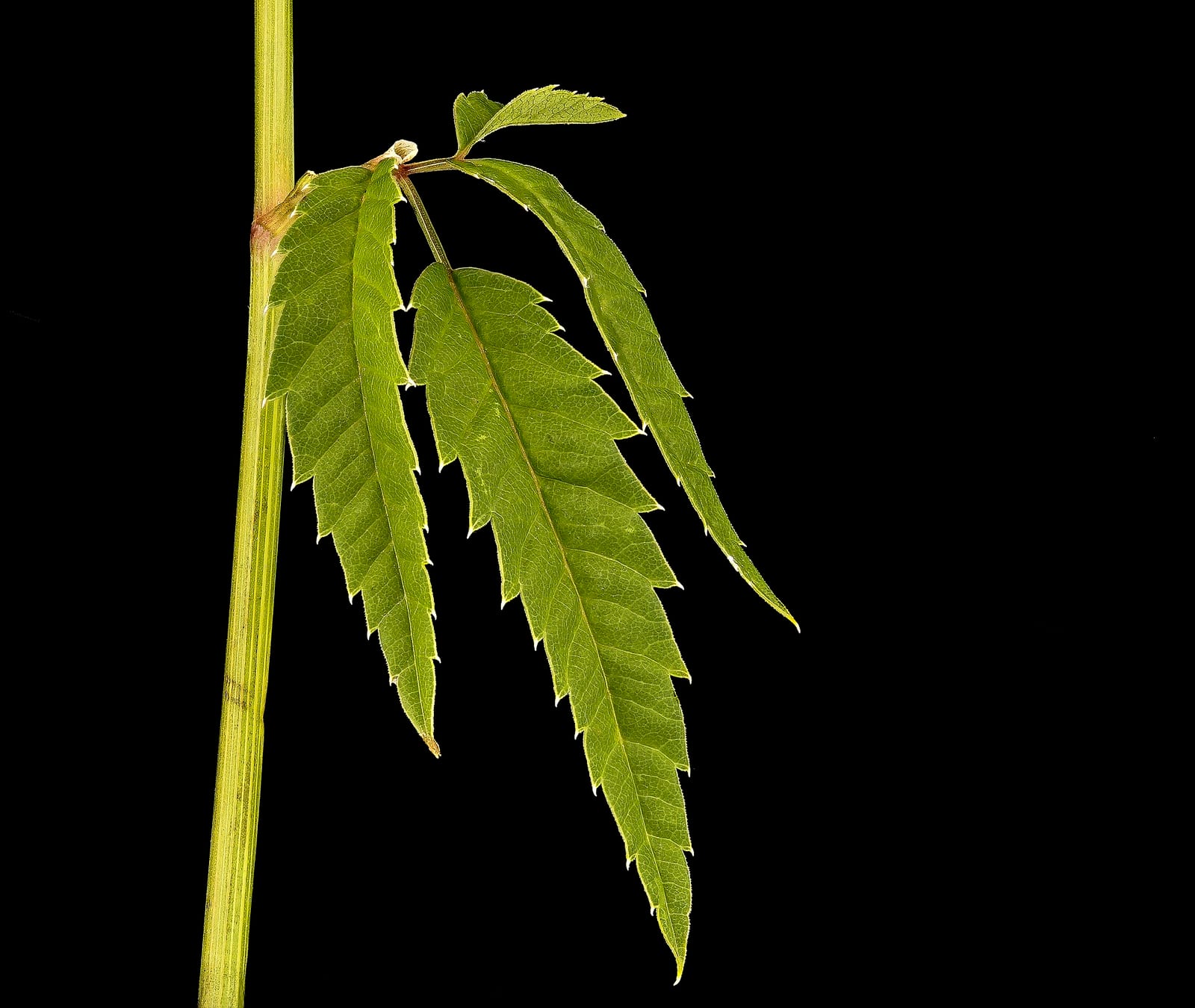 Water hemlock: Photo. Toothed leaflets on a smooth stem