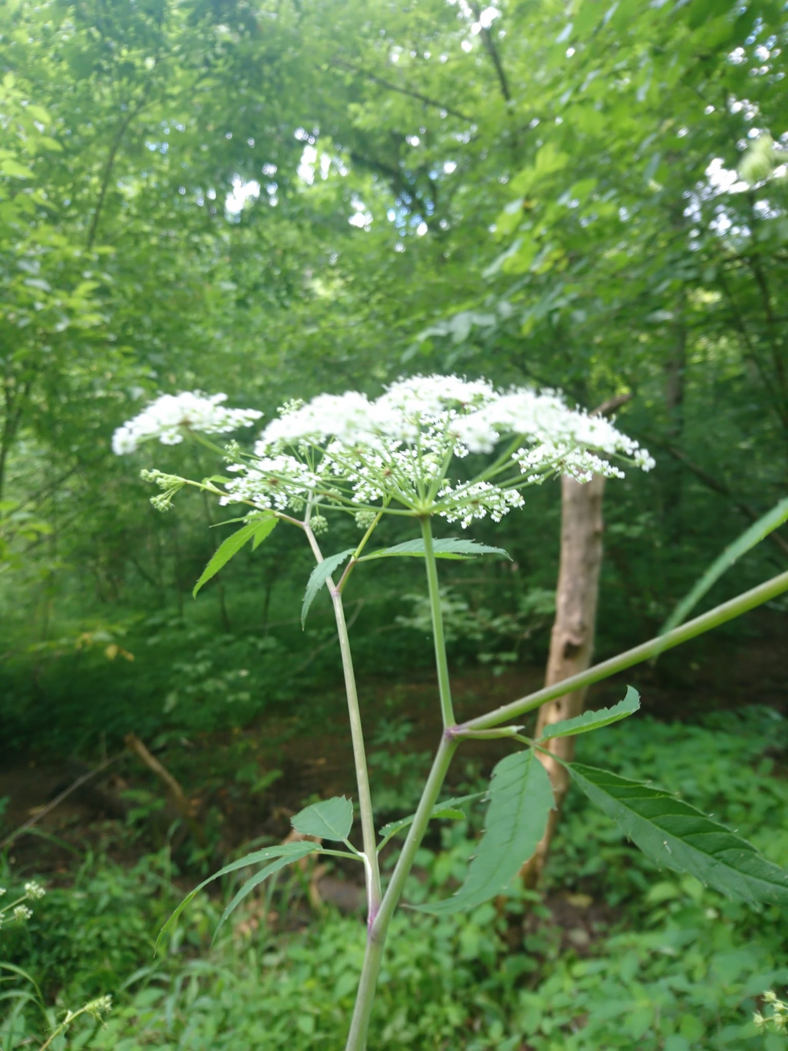 Water hemlock: Whole plant