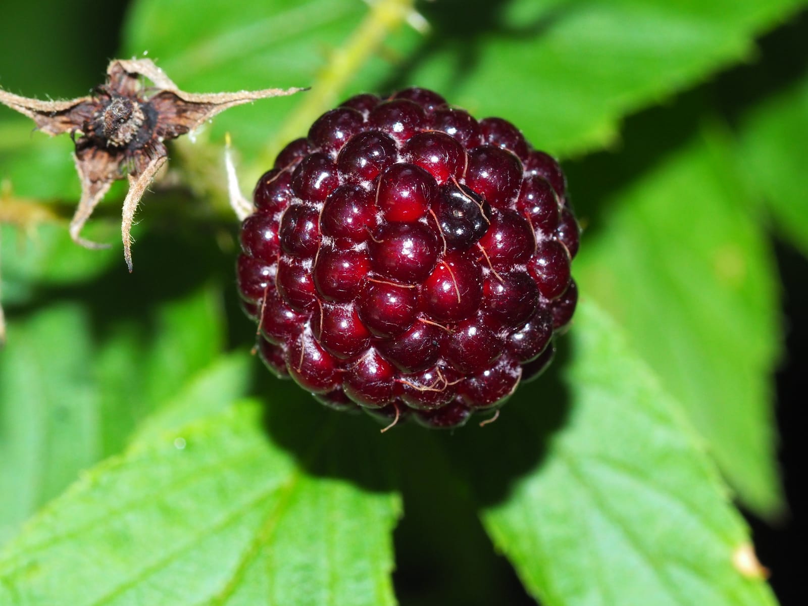 Wild blackberry / black raspberry: Fruit or seed