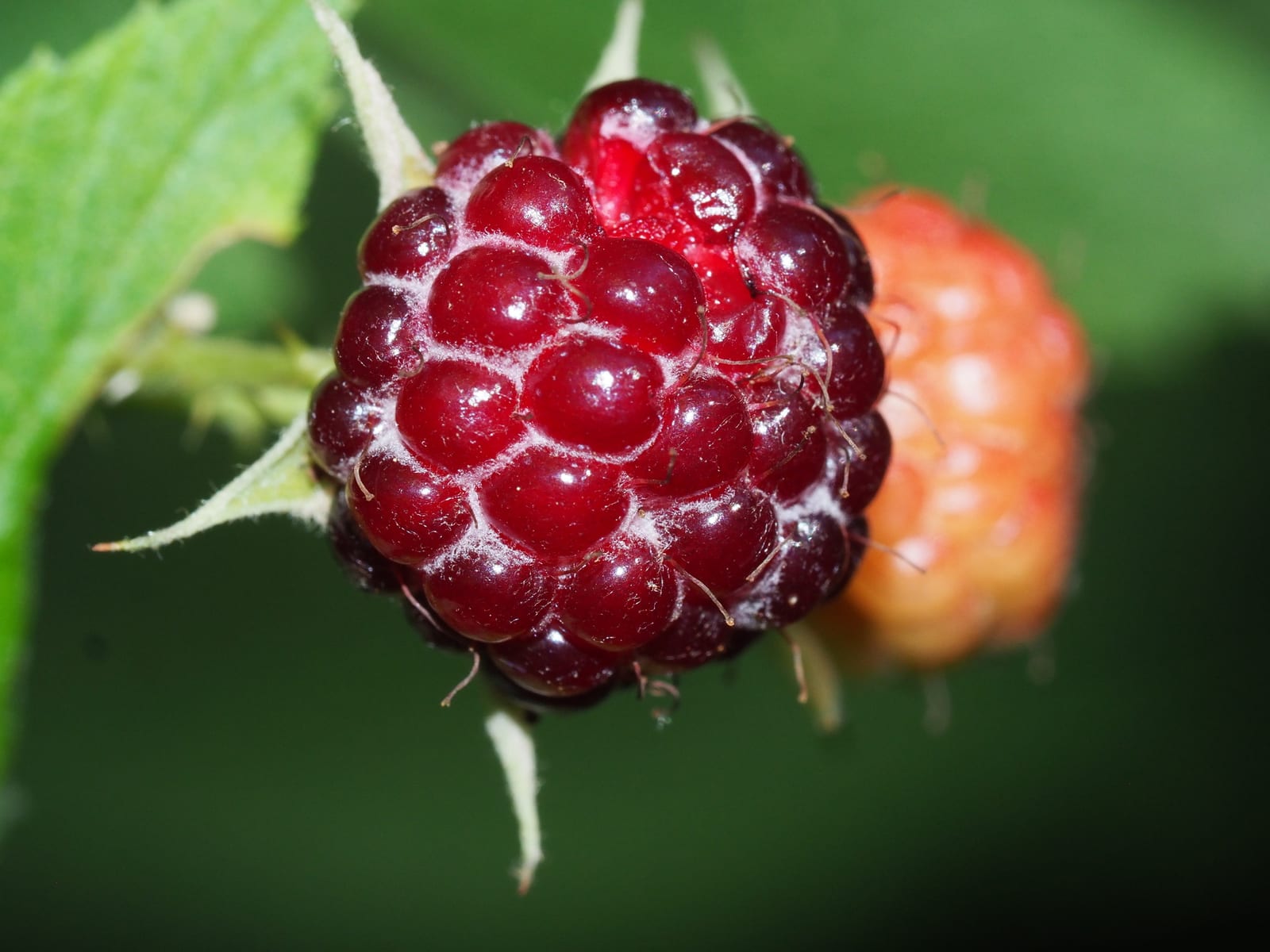 Wild blackberry / black raspberry: Fruit or seed