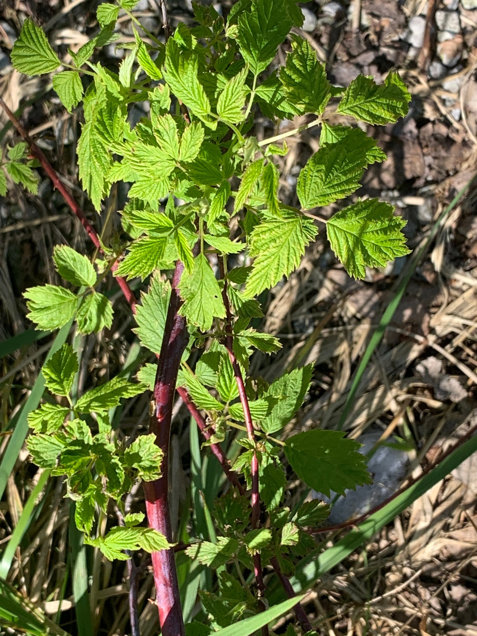 Wild blackberry / black raspberry: Leaf