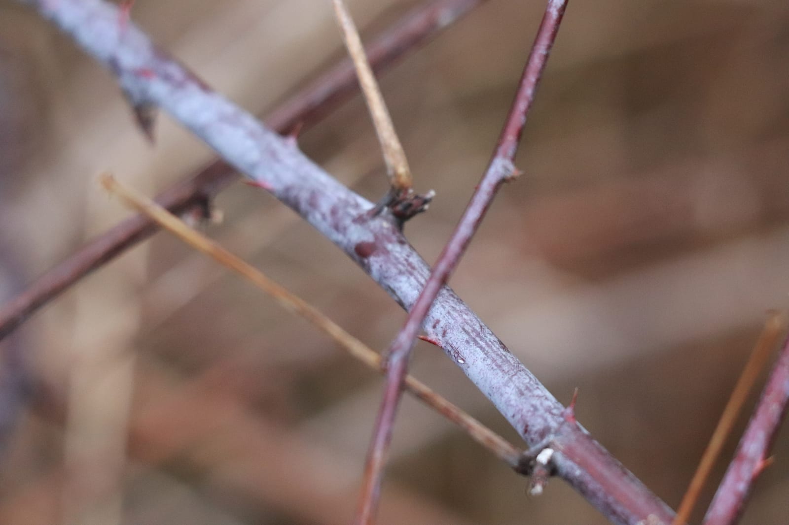 Wild blackberry / black raspberry: Photo. Thorny cane with a whitish bloom