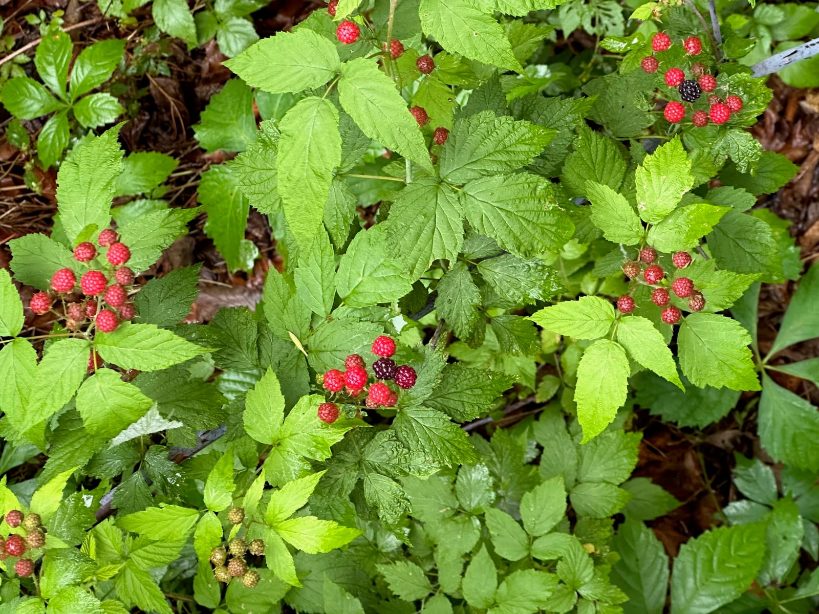 Wild blackberry / black raspberry: Whole plant