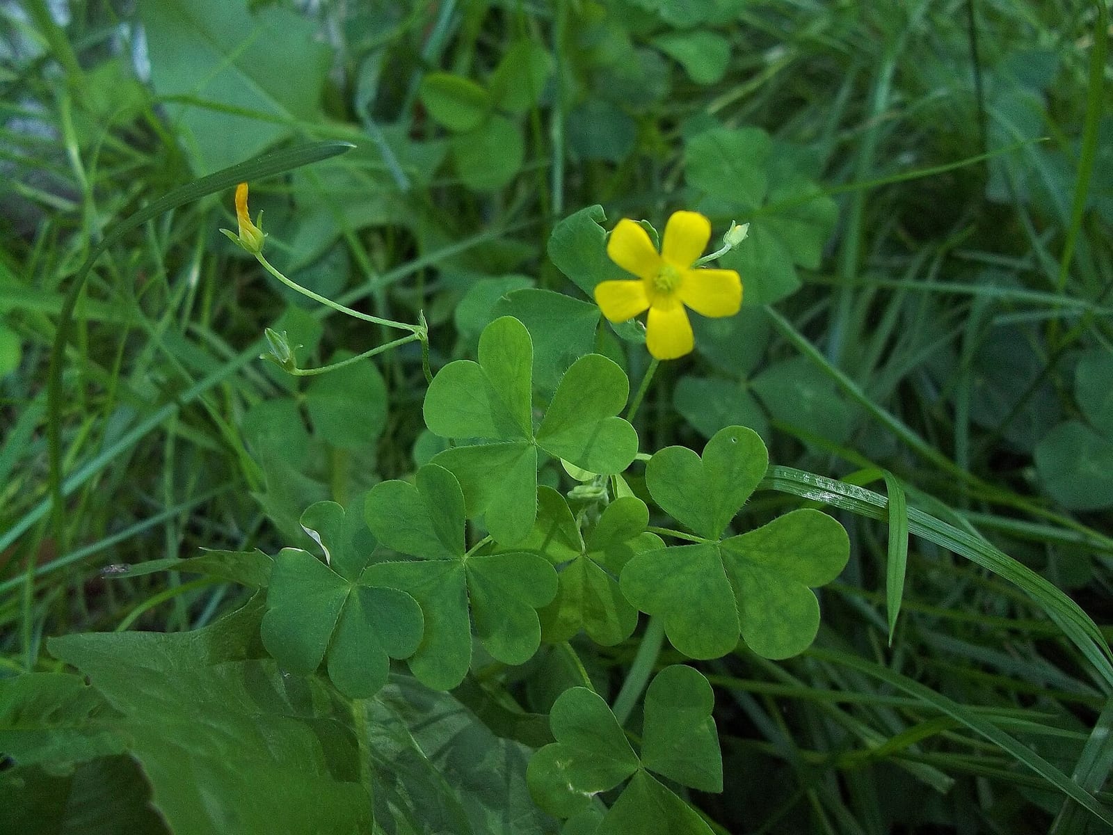 Wood sorrel: Flower