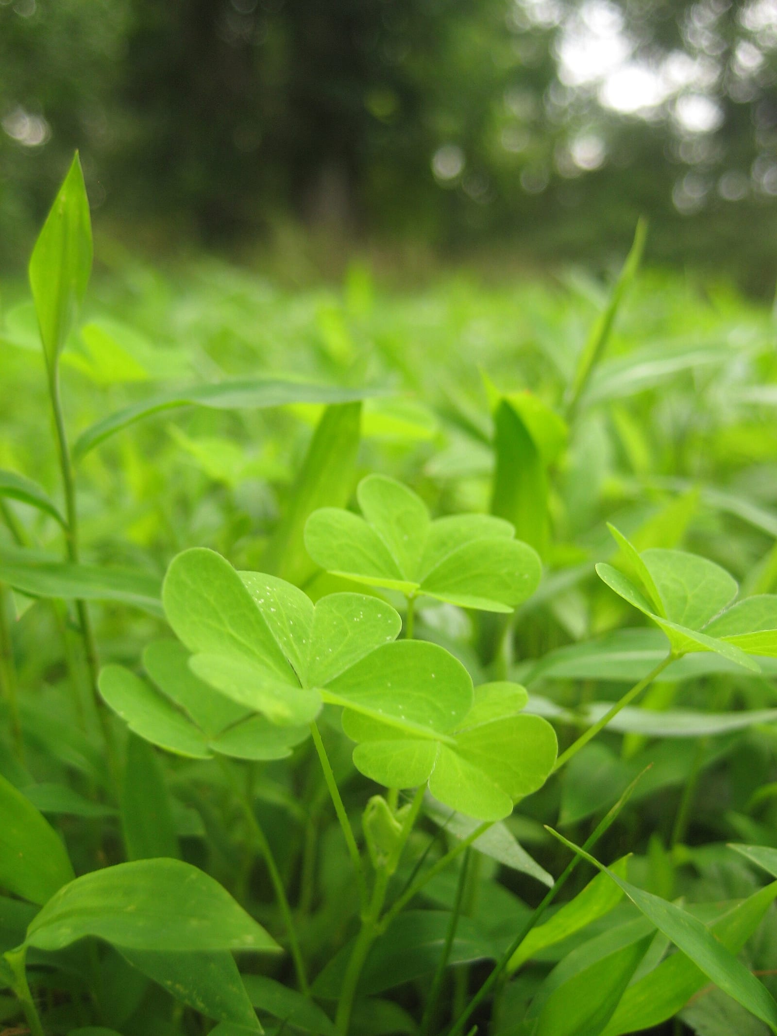 Wood sorrel: Leaf