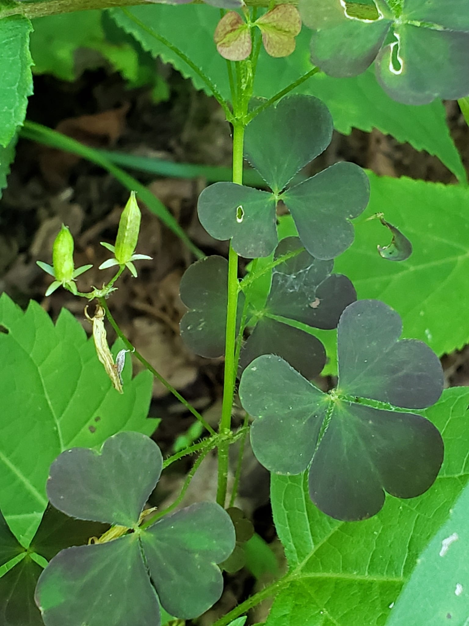 Wood sorrel: Whole plant