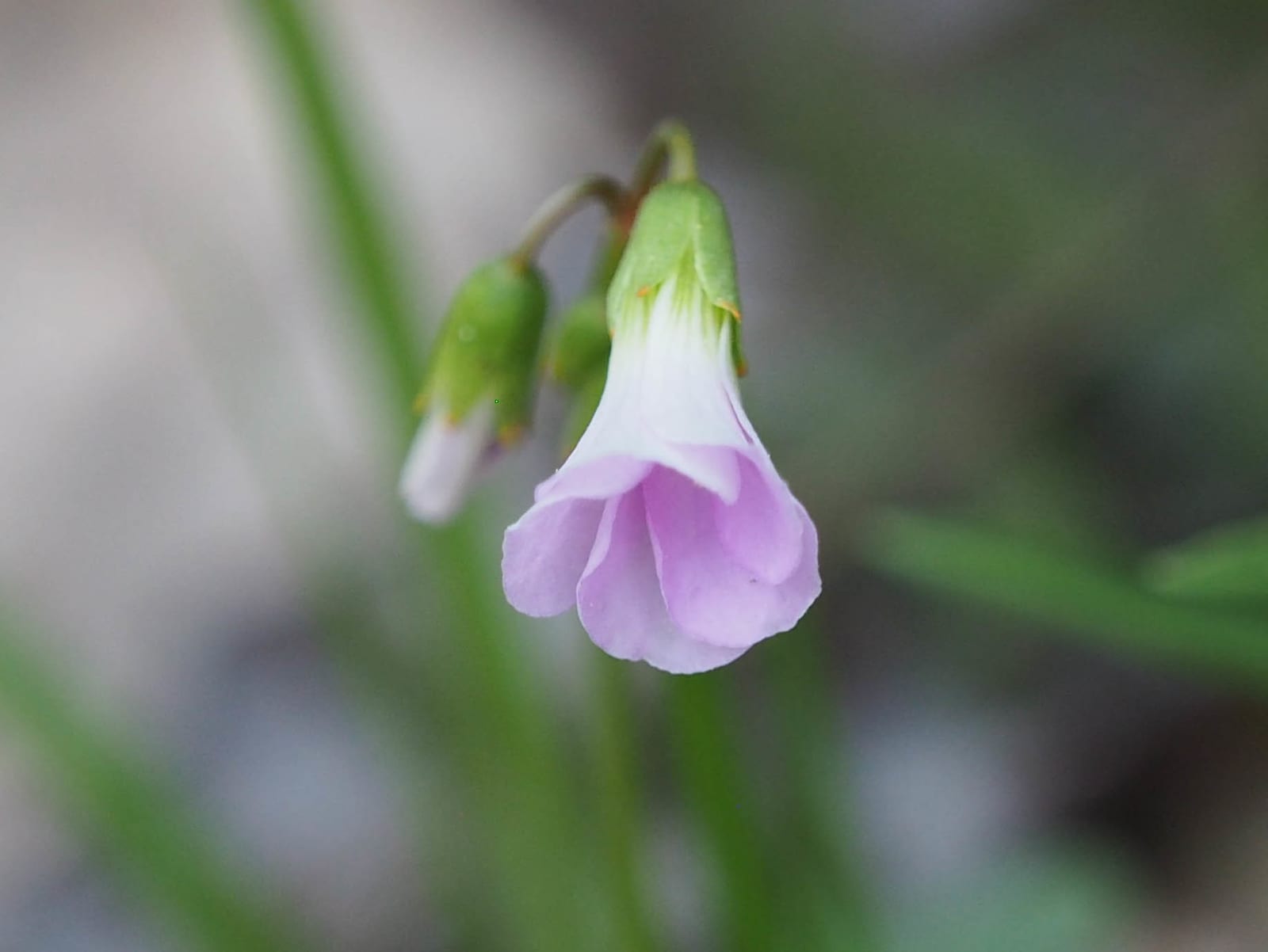 Wood sorrel: Whole plant