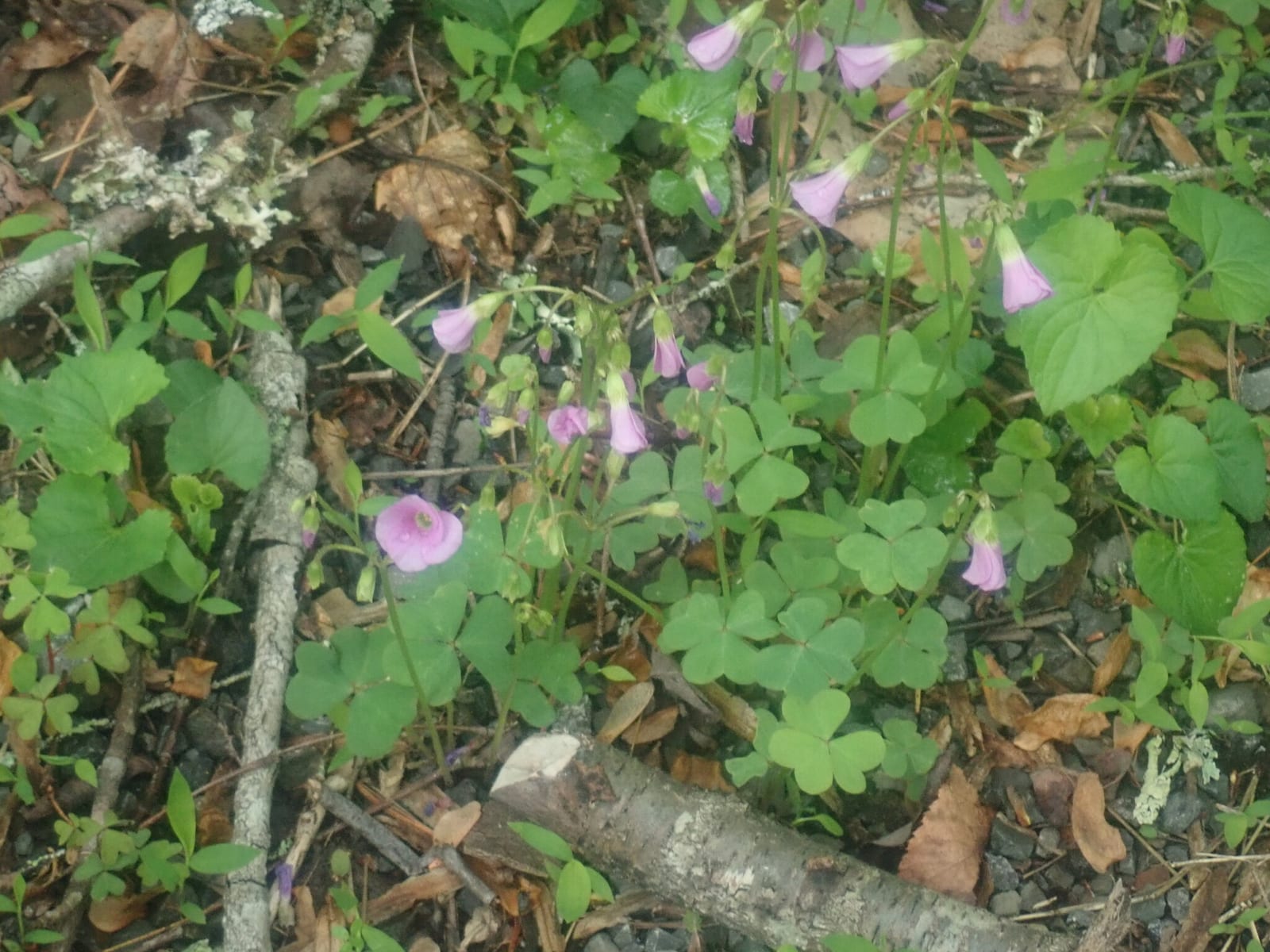 Wood sorrel: Whole plant