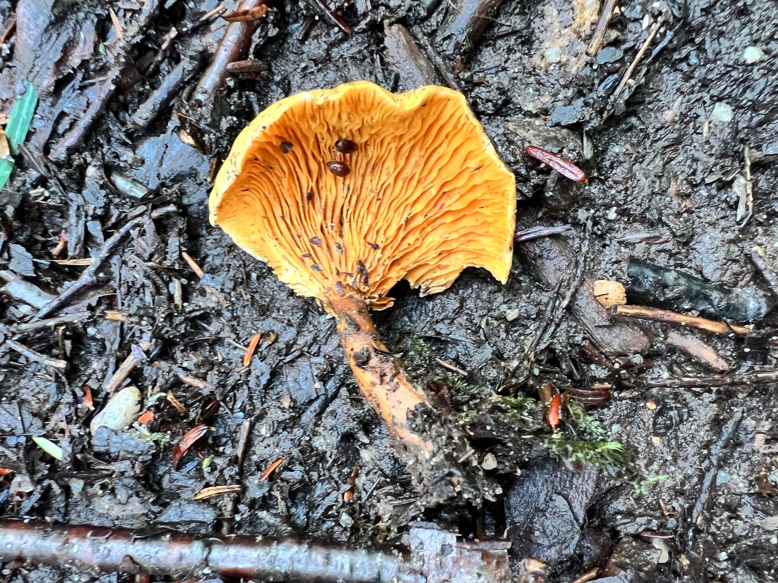 Chanterelles: Look-alike side by side. False chanterelle (Hygrophoropsis aurantiaca), a toxic look-alike
