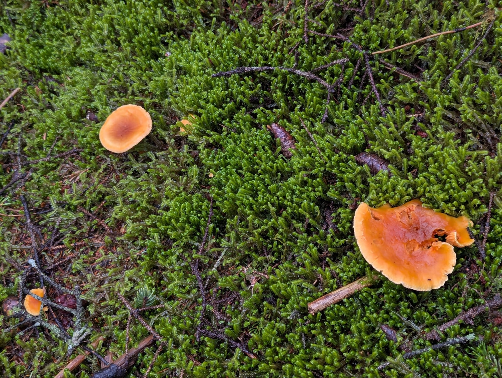 Chanterelles: Look-alike side by side. False chanterelle (Hygrophoropsis aurantiaca), a toxic look-alike
