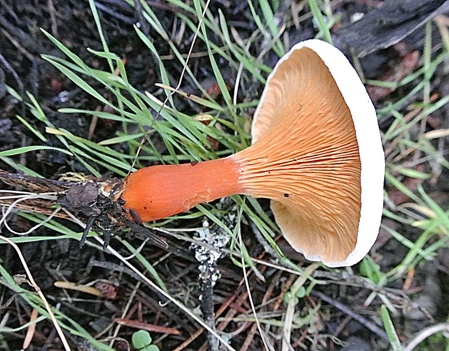 Chanterelles: Look-alike side by side. False chanterelle (Hygrophoropsis aurantiaca), a toxic look-alike