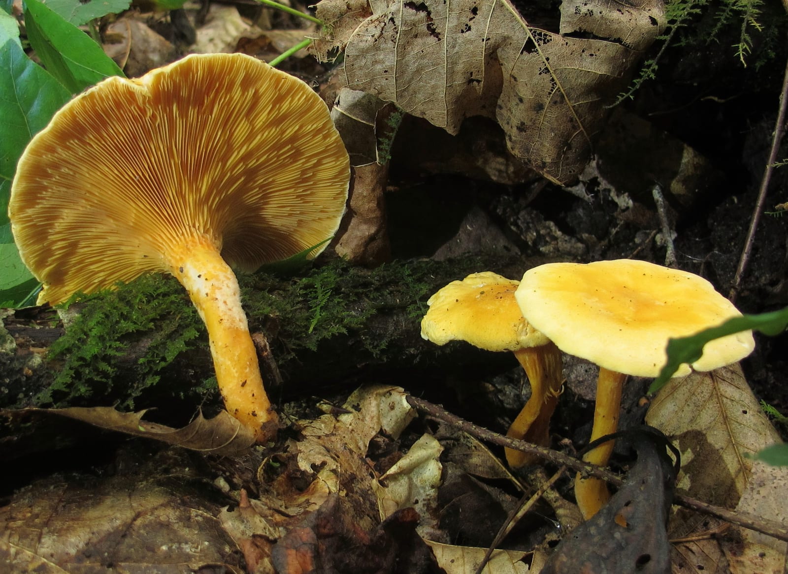 Chanterelles: Look-alike side by side. False chanterelle (Hygrophoropsis aurantiaca), a toxic look-alike