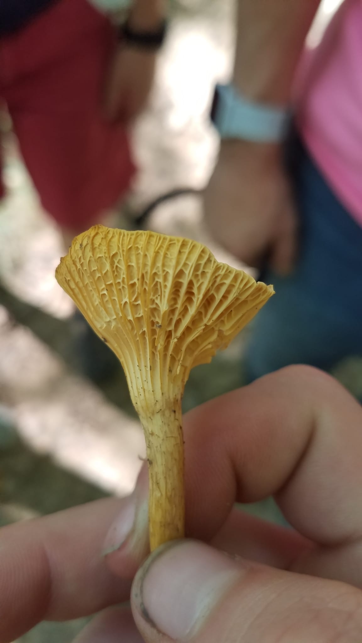 Chanterelles: Underside. Underside: forking, blunt ridges rather than blade-like gills