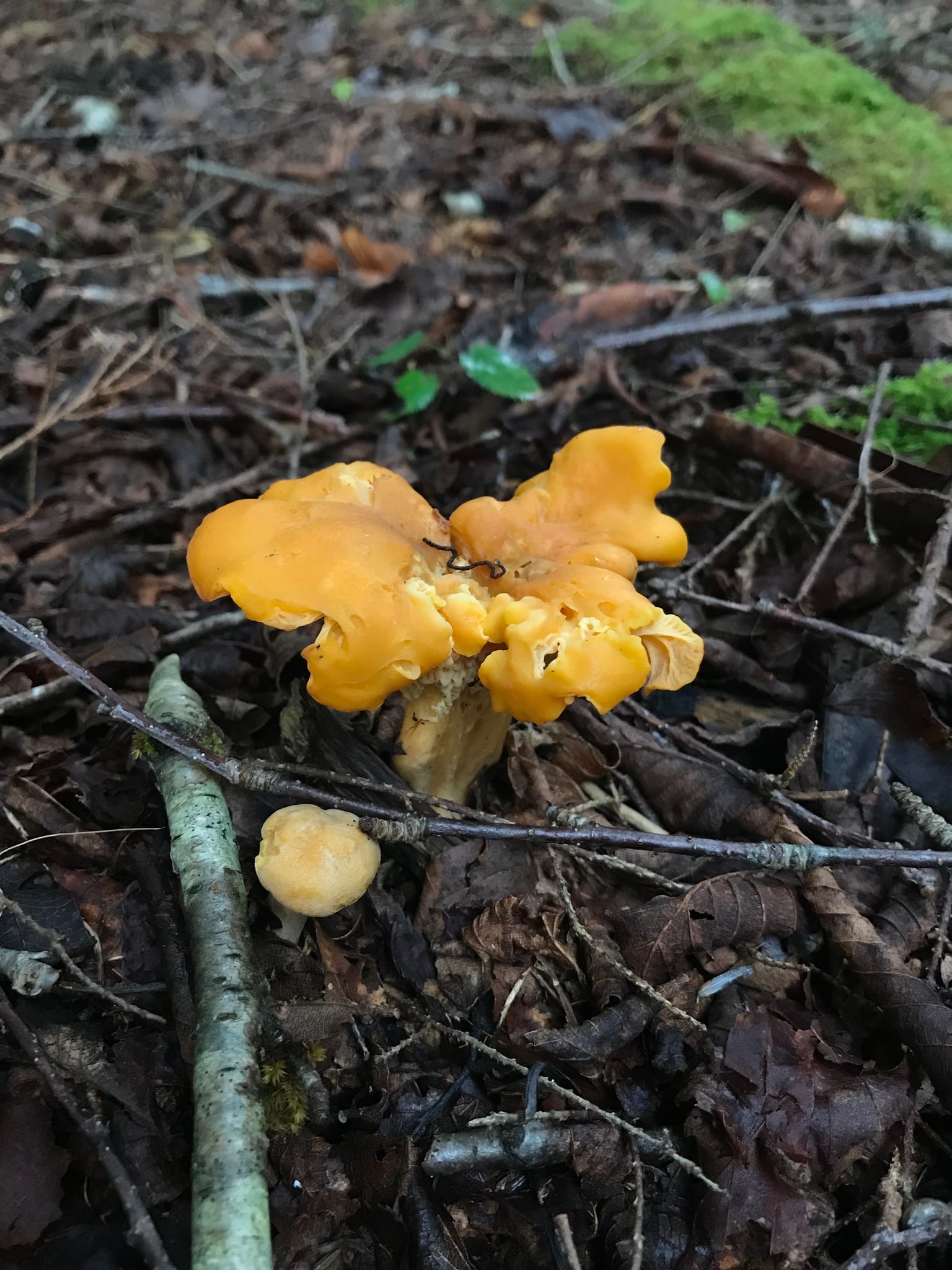 Chanterelles: Whole plant