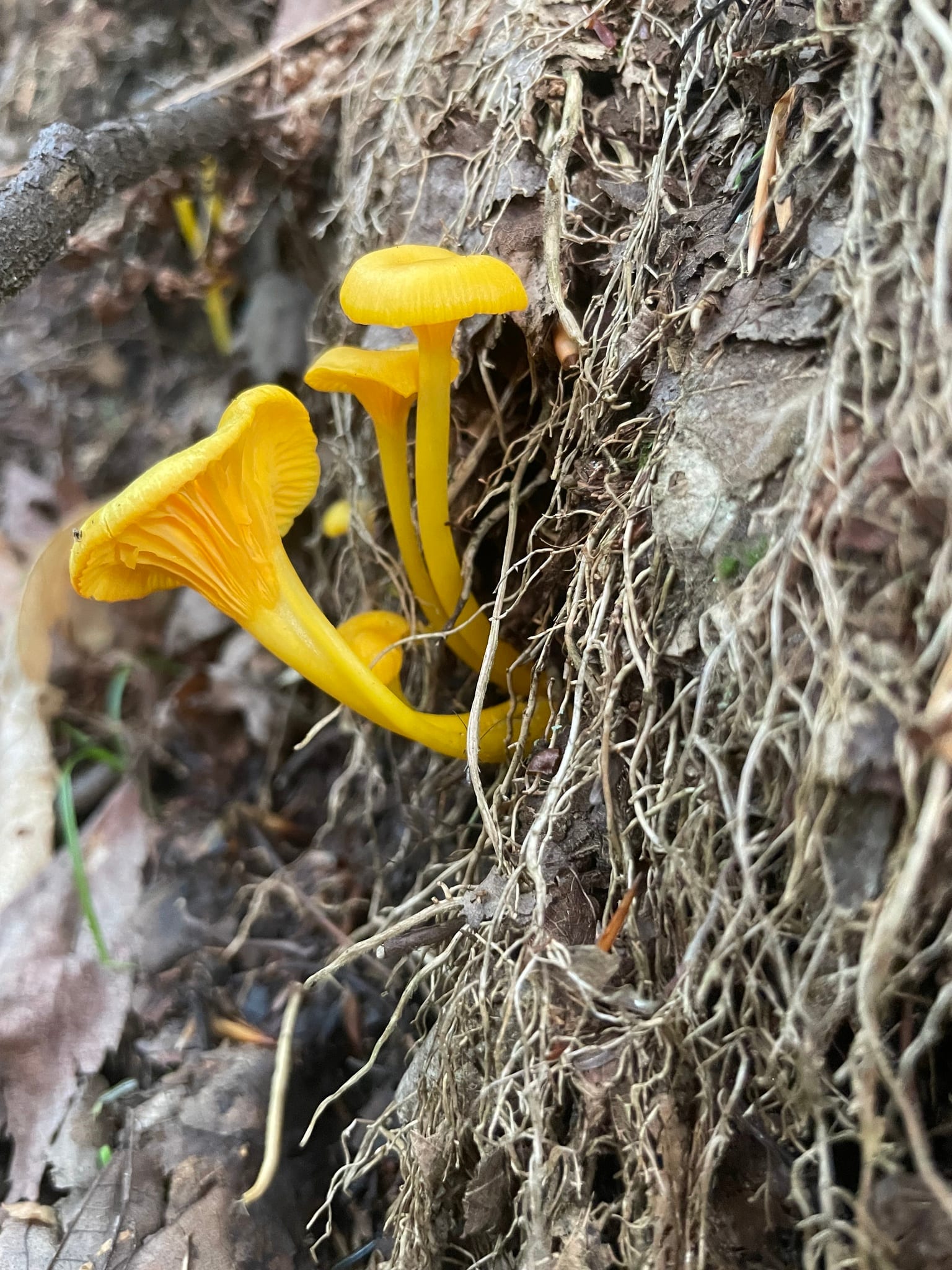 Chanterelles: Whole plant