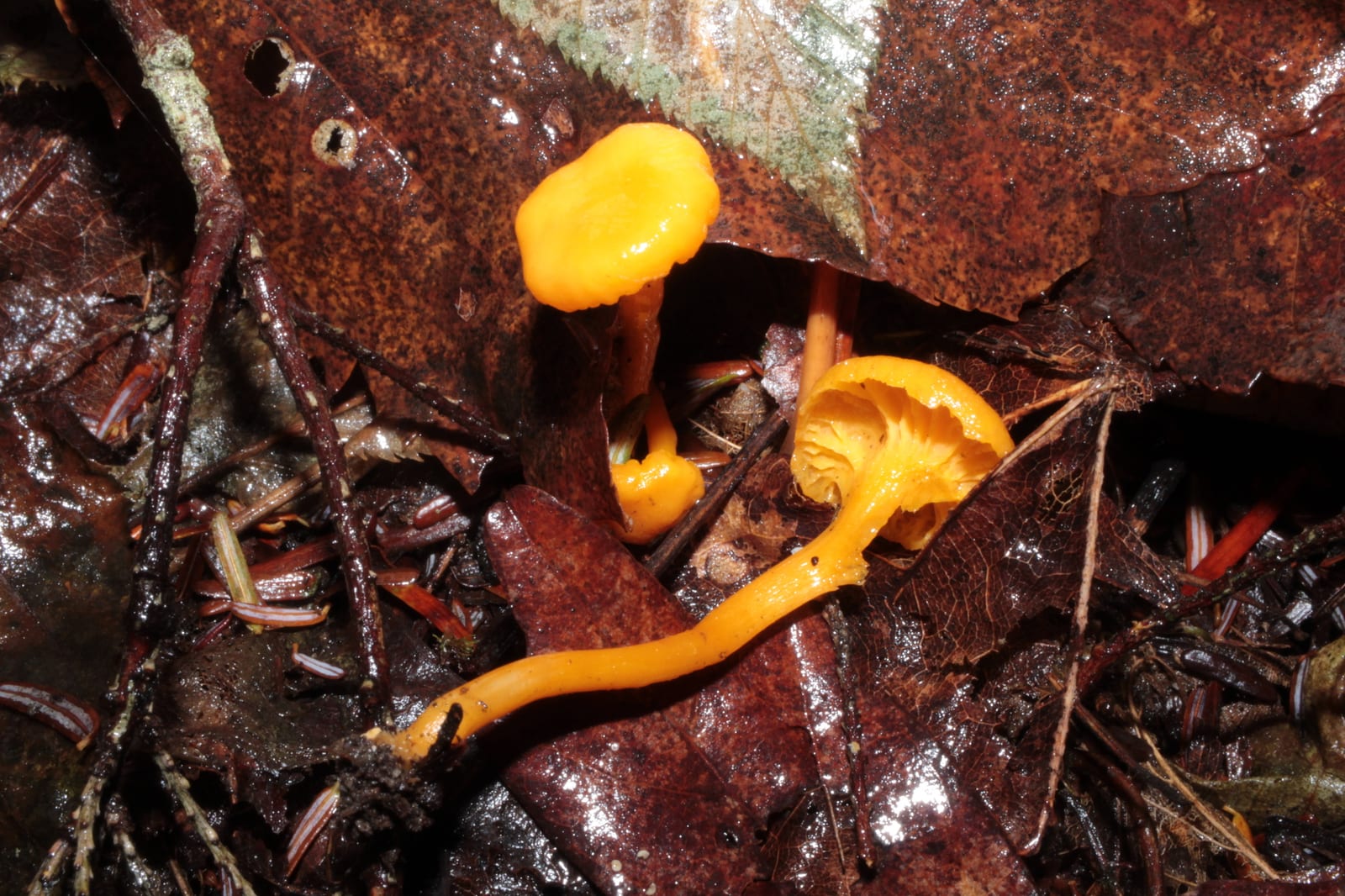 Chanterelles: Whole plant