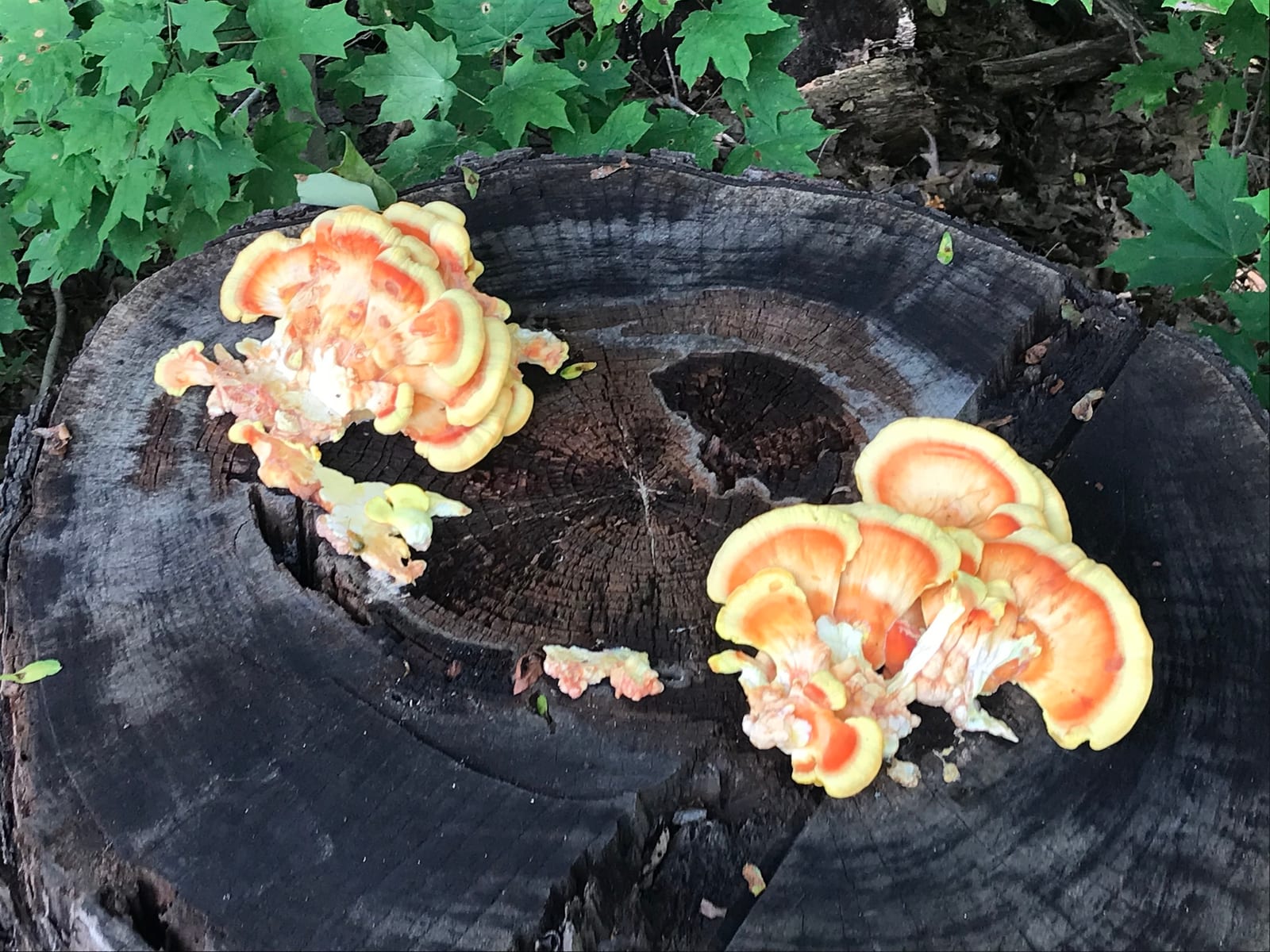 Chicken of the woods: Habitat