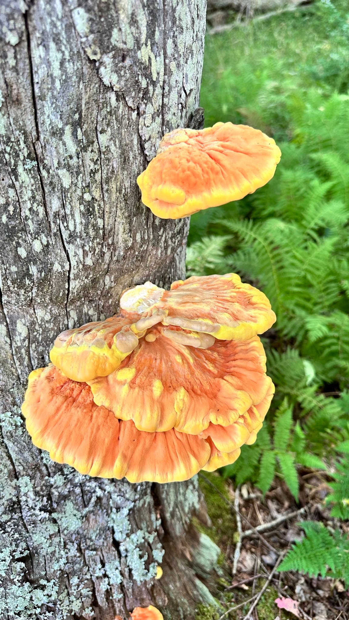 Chicken of the woods: Habitat