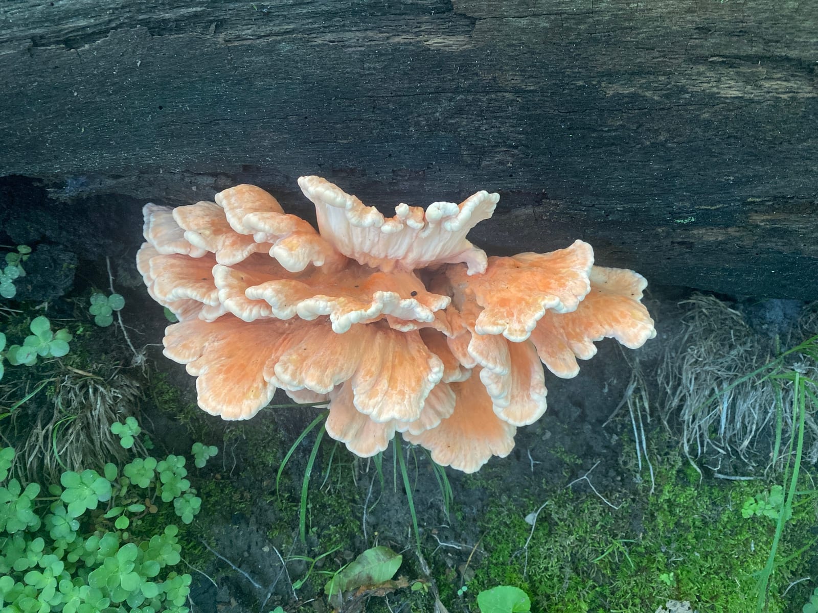 Chicken of the woods: Whole plant