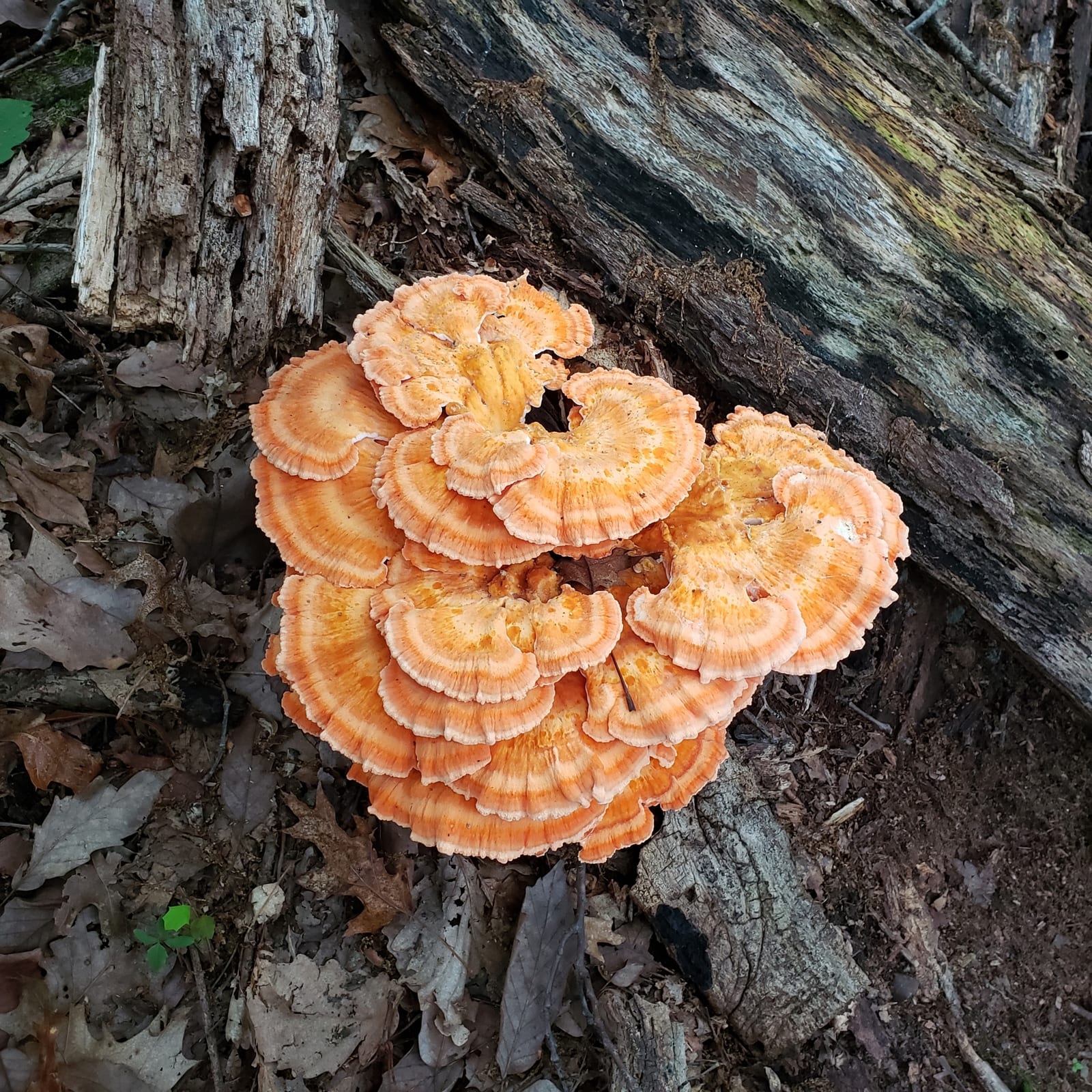 Chicken of the woods: Whole plant