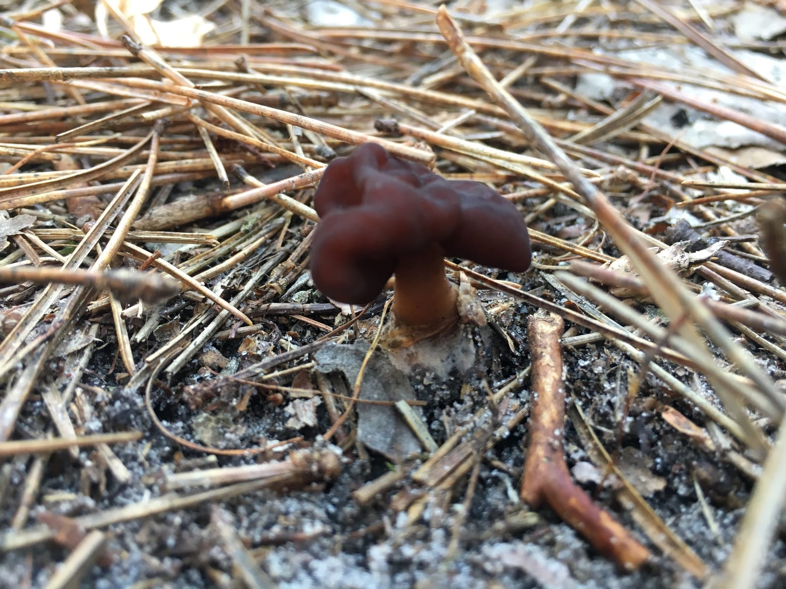 False morels: Whole plant