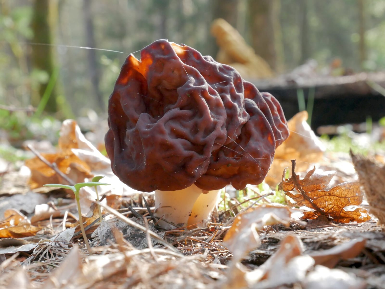 False morels: Whole plant