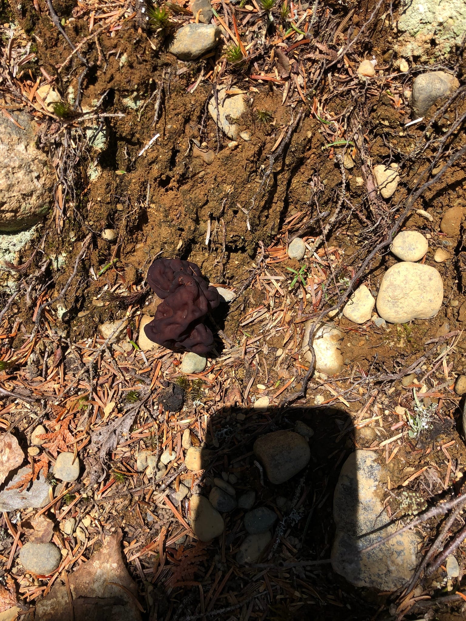 False morels: Whole plant