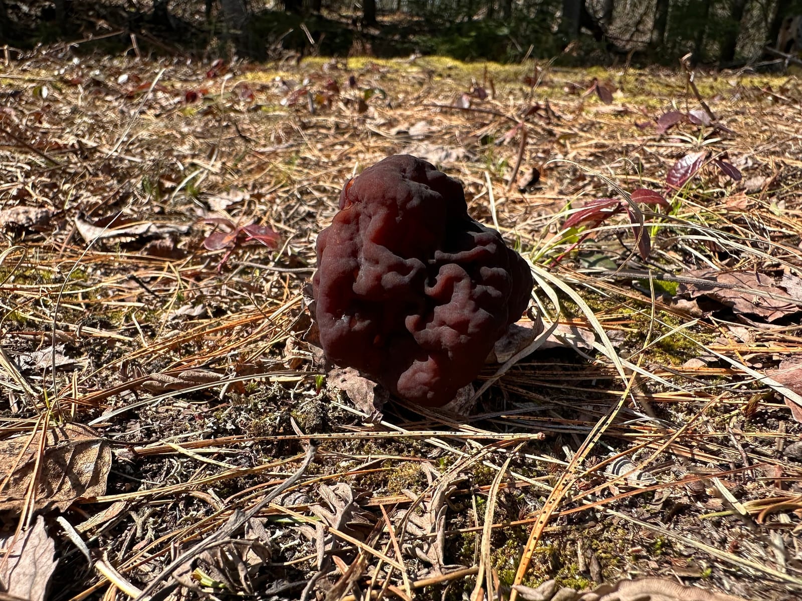 False morels: Whole plant